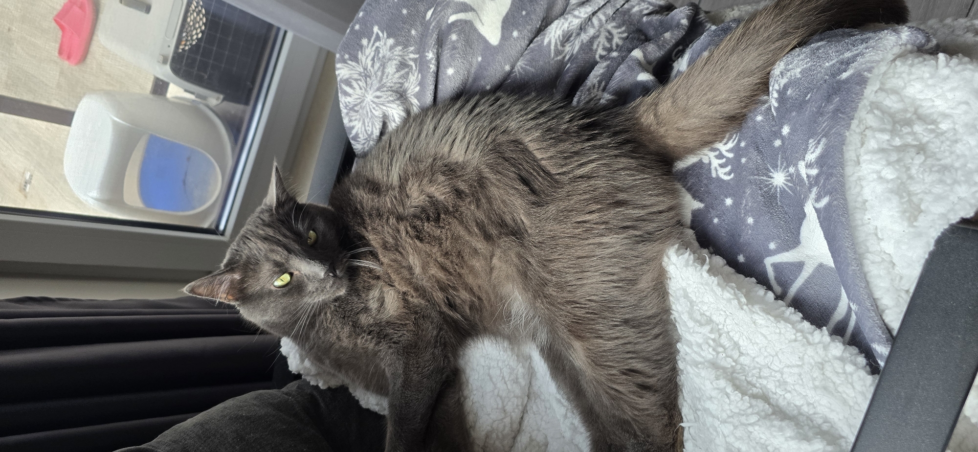 A gray cat with green eyes is lying on two blankets. The cat is facing the camera, with its body partially visible. The cat's fur is long and fluffy. The blankets are patterned with white snowflakes and deer. In the background, a window is visible, with a white cat carrier and a pink slipper outside. The scene appears to be indoors, likely in a home.