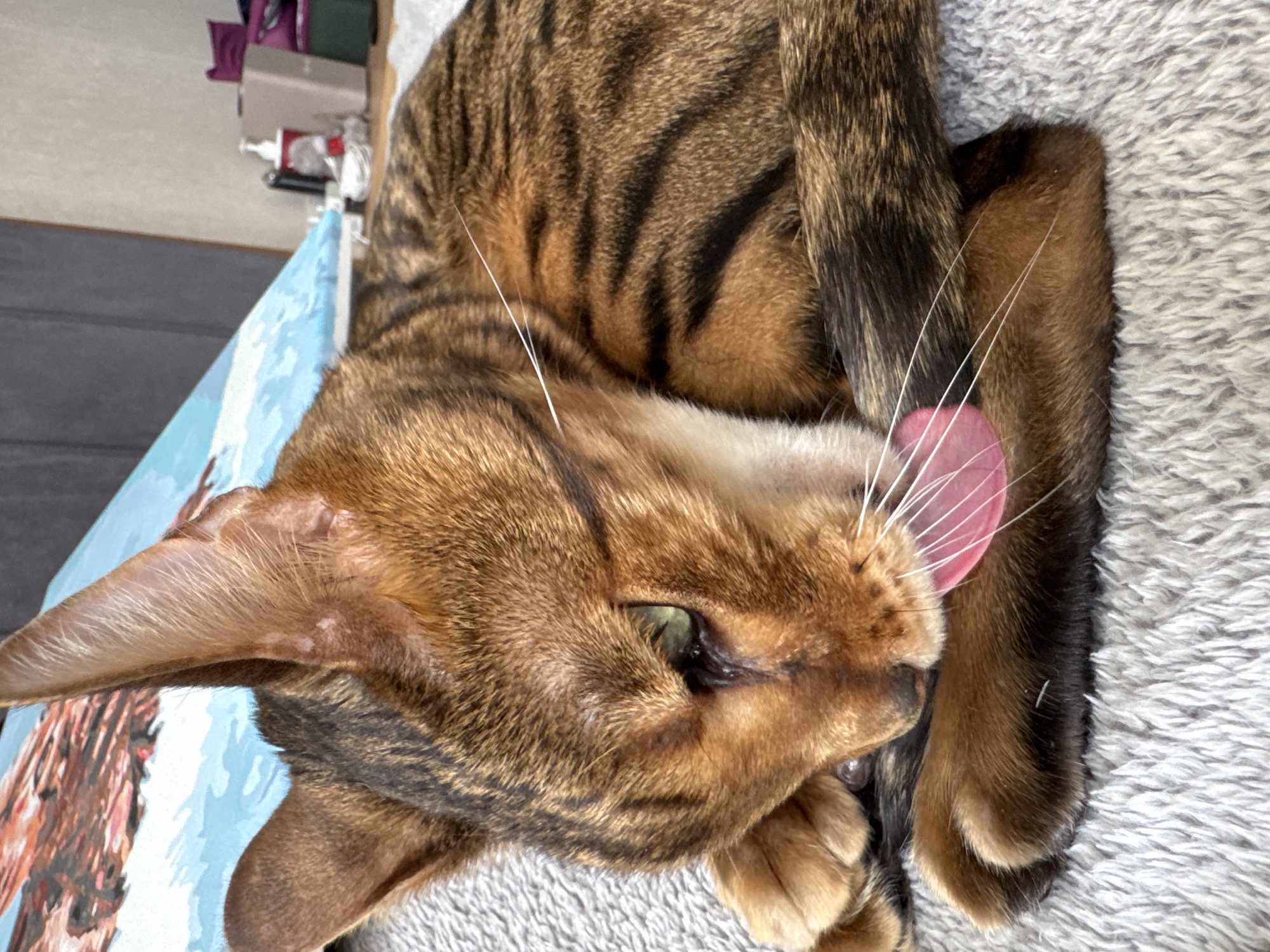 A close-up, high-angle portrait shows a brown and black tabby cat, likely a Bengal given its patterned fur, actively licking its nose with its pink tongue extended. The cat is lying on a soft, light gray fluffy surface, possibly a blanket or carpet. Its fur displays distinct dark stripes and rosettes against a warm brown and tan background.
The cat's head is turned to its right, with one green eye partially open and visible. Long, white whiskers radiate from its muzzle. One ear, light brown on the inside, is clearly visible and perked up. In the blurred background, there's a glimpse of a light blue object with brown patterns, possibly a book cover or a framed picture, and other indistinct household items. The lighting suggests it is daytime. The cat appears calm and focused on its grooming activity. There is no visible text in the image.
