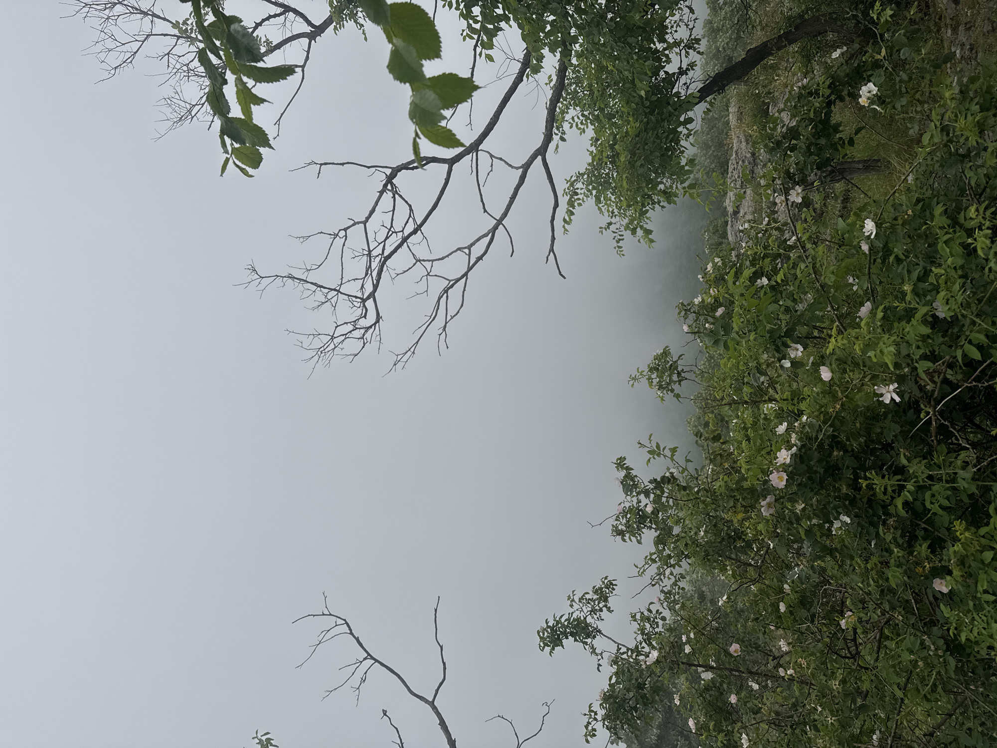 The image portrays a serene and misty natural landscape, likely a hillside or forest edge, against a backdrop of dense fog. In the lower and right portions of the frame, lush green foliage is abundant with numerous small, delicate white and light pink flowers, possibly wild roses, adding touches of vibrancy to the verdant expanse. A network of tree branches, both bare and sparsely covered with green leaves, extends from the upper and left sides of the image, partially framing the view. Some of these branches appear skeletal, while others bear fresh green leaves, indicating a mix of deciduous trees or different growth stages.
The background is entirely obscured by thick, soft grey fog or mist, creating a soft, ethereal atmosphere and a sense of depth. This heavy atmospheric condition suggests an overcast day, possibly early morning or a period of significant cloud cover, where light is diffused evenly. The overall impression is one of tranquility and quiet mystery. There are no people, animals, or visible text. The setting is a natural, uncultivated outdoor environment, consistent with the hilly or coastal terrain found near Sozopol, Bulgaria, where fog might frequently gather.