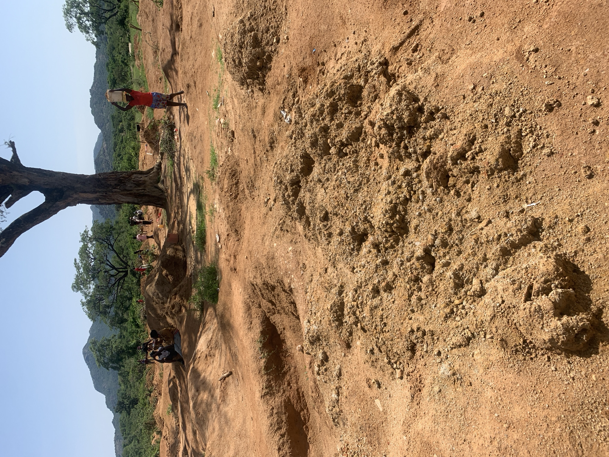 In Dutsen Daji, Nigeria, a group of people are engaged in manual labor at a dusty, open-air site characterized by reddish-brown soil and scattered vegetation. A prominent, large tree stands to the left, casting a shadow over some of the individuals. Several people are seated or standing near piles of excavated earth. One individual, wearing a red shirt and patterned shorts, is walking while carrying a bucket of what appears to be dirt on their head. The background shows rolling hills and a lush green landscape, indicating a rural or semi-rural environment. The sky is clear and blue, suggesting a sunny day. The scene depicts a communal effort, possibly related to construction, agriculture, or mining.