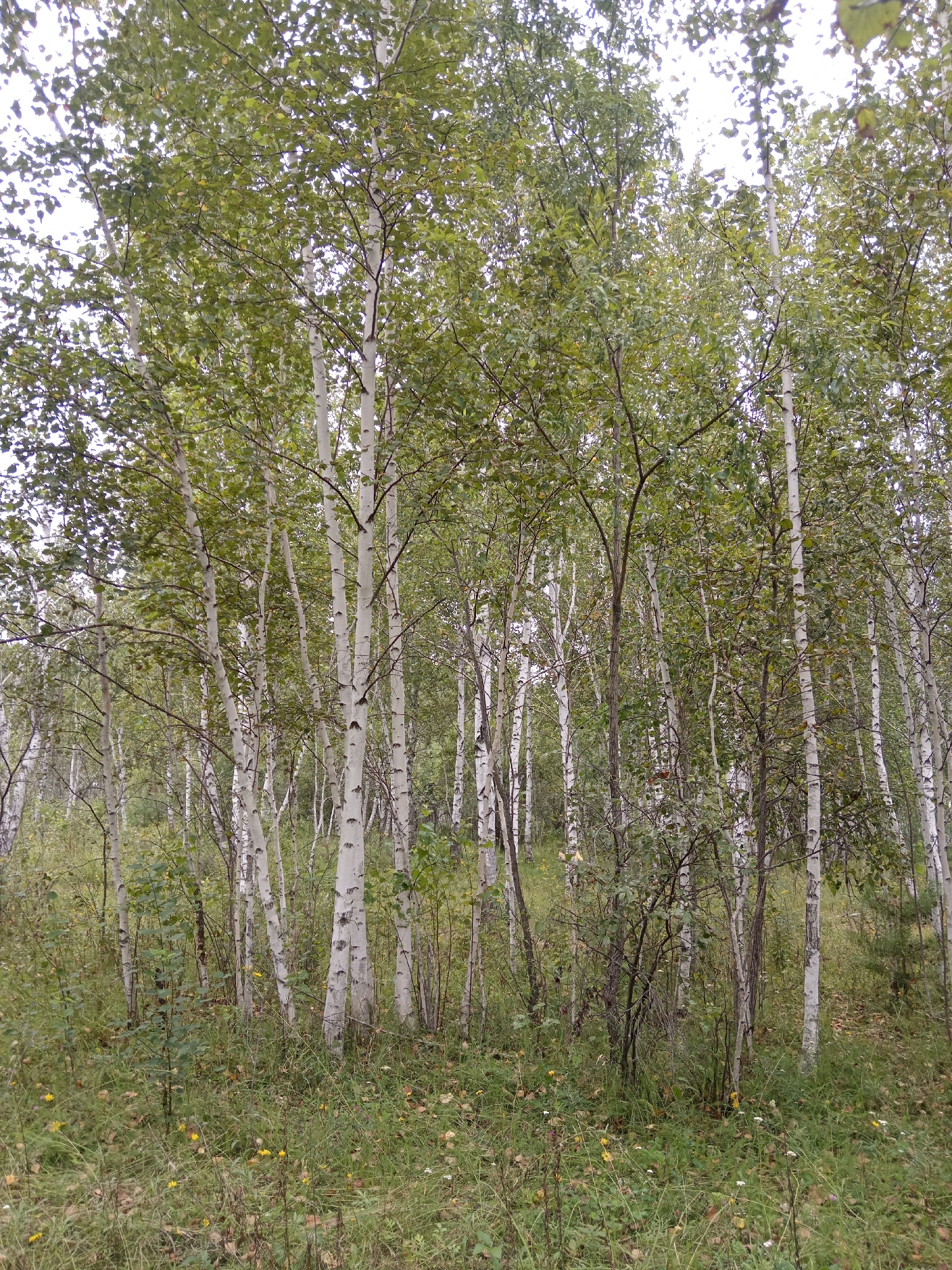 The image depicts a dense forest scene, primarily composed of birch trees with their characteristic white bark. The trees are tall and slender, with numerous branches covered in green leaves. The ground is covered with a thick layer of grass, fallen leaves, and scattered yellow wildflowers. The lighting suggests an overcast day, with diffused light filtering through the canopy. The scene appears to be a natural, undeveloped area, likely within a forest or park. The provided context indicates this scene is located in Nikolskoye, Russia. There are no people or animals visible in the image.