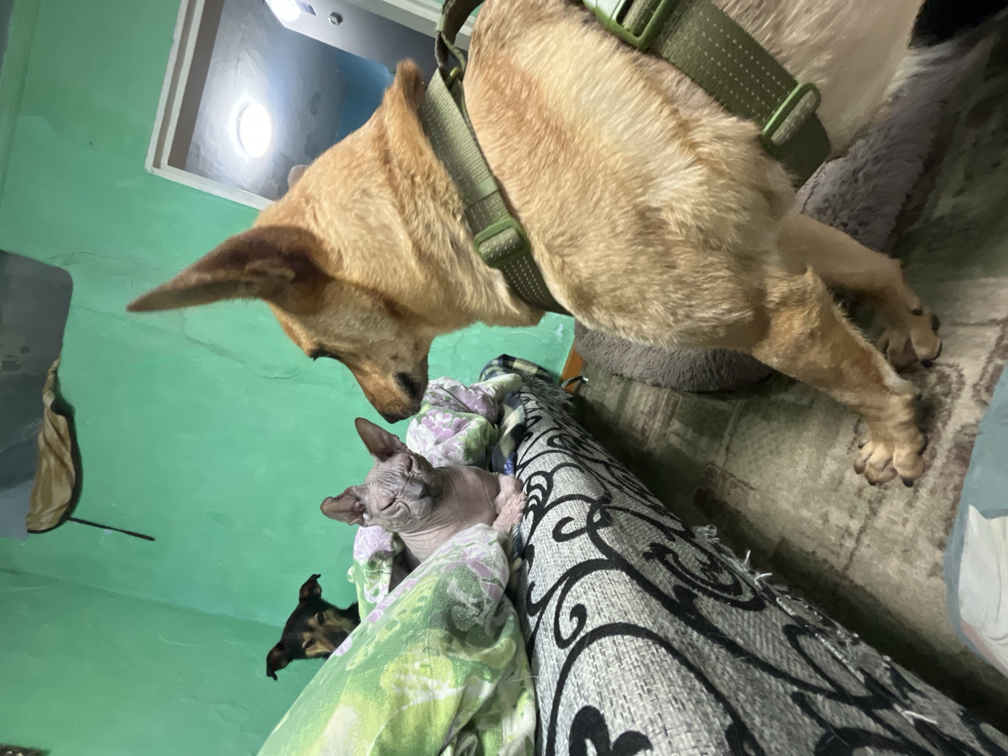 This image shows three pets in what appears to be a bedroom. On the left, partially obscured by bedding, is a small dark-colored dog looking down. In the center, a hairless cat is lying down on a patterned couch, with its eyes squinted. To the right, a light brown dog wearing a green harness is standing, looking towards the cat. The room has green walls and a patterned couch and carpet. The lighting suggests it might be indoors during the day. There is no visible information in the image that can identify the location as Nizhny Tagil, Russia.