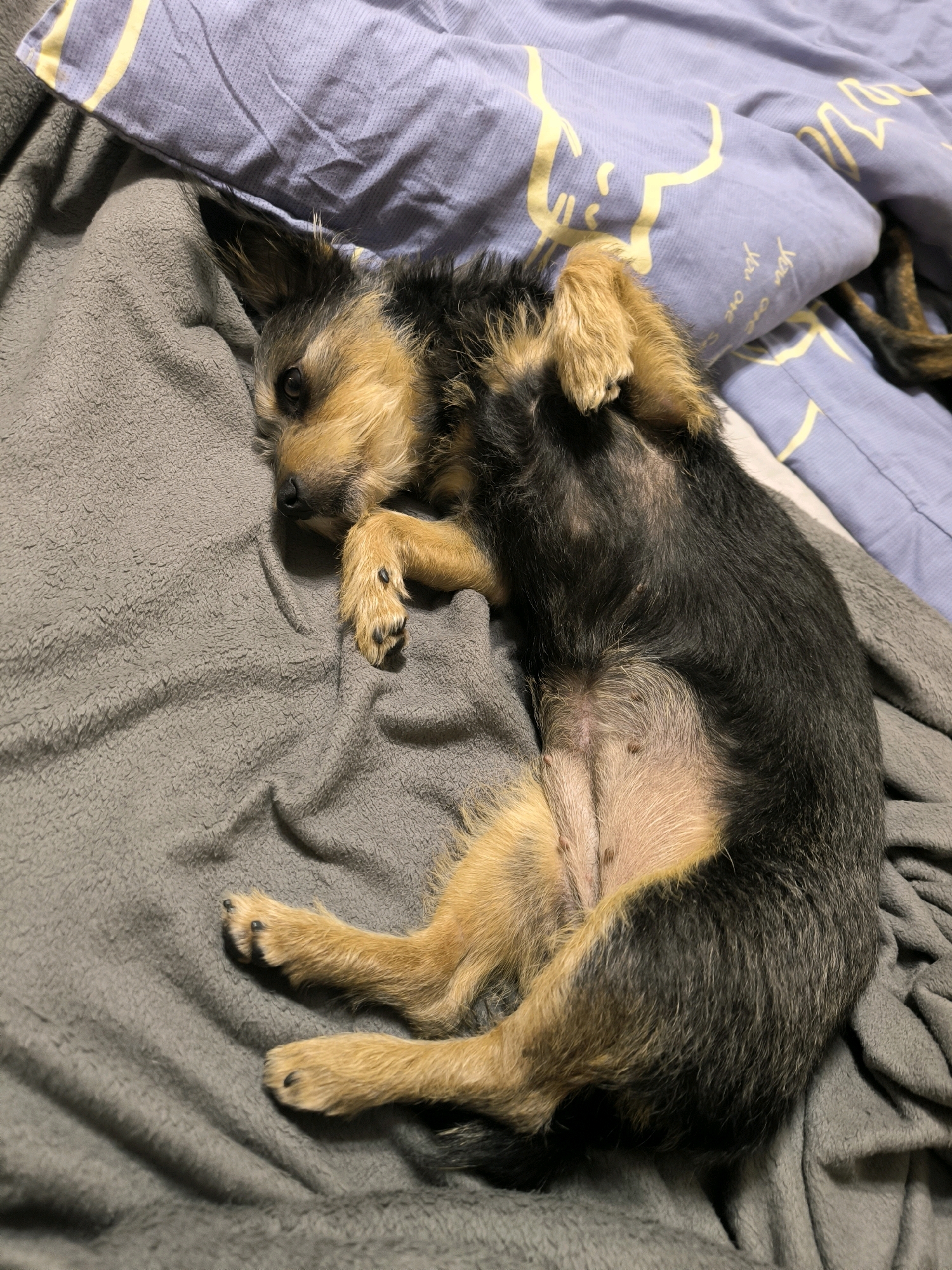 The image shows a small dog with black and tan fur lying on its back on a gray blanket. The dog has its paws in the air and appears to be asleep or relaxed. Behind the dog is a blue pillow with yellow stripes and a pattern of some sort of symbols. The image is taken indoors, likely in a bedroom. There is no information about the location in Mykolaiv, Ukraine.