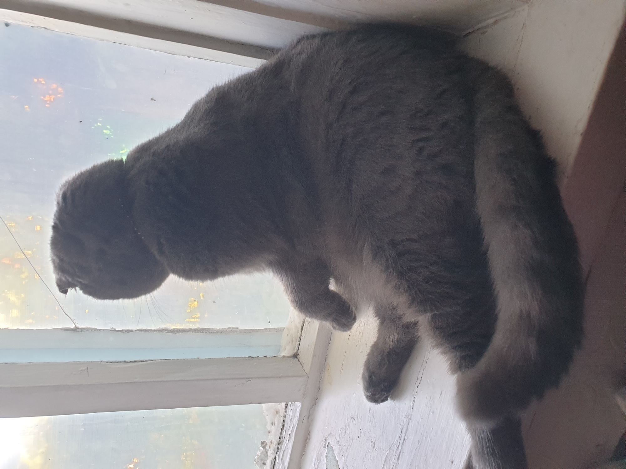 A grey Scottish Fold cat with folded ears sits on a white windowsill, facing away from the camera and looking out a dirty window. The cat's back is to the viewer, and its tail is curled around its body. The windowsill appears to be old and peeling paint. The windowpane has smudges and streaks, and the exterior view is blurred, showing some faint lights that suggest it might be dusk or night. The scene is indoors, in what appears to be a residential setting. The location is identified as Lozovyi Yar, Ukraine.