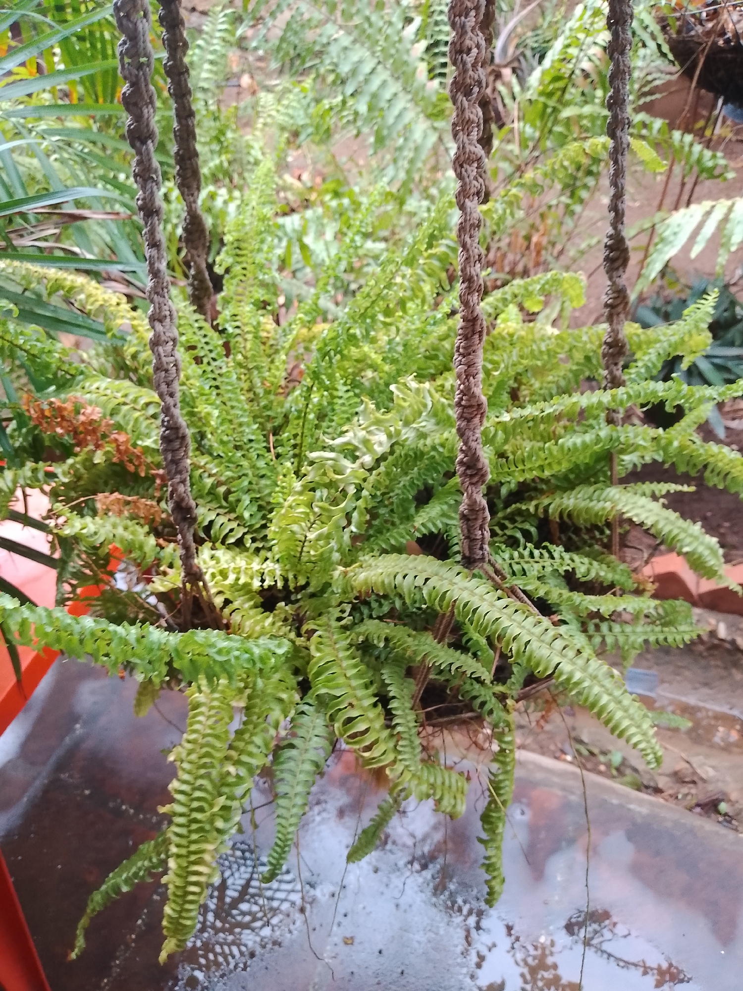 A close-up shot focuses on a lush, green fern plant hanging in a macrame planter. The fern's fronds cascade downwards, some with a slightly brownish hue, suggesting they may be older or drying. Two thick, braided ropes support the planter. In the background, out of focus, are more green foliage and hints of brickwork, indicating an outdoor setting. The surface below the plant appears wet and reflective, possibly a paved area or tabletop. The overall impression is of a healthy, well-maintained houseplant in a natural or garden-like environment. The image was captured in Santa Ana, Venezuela.