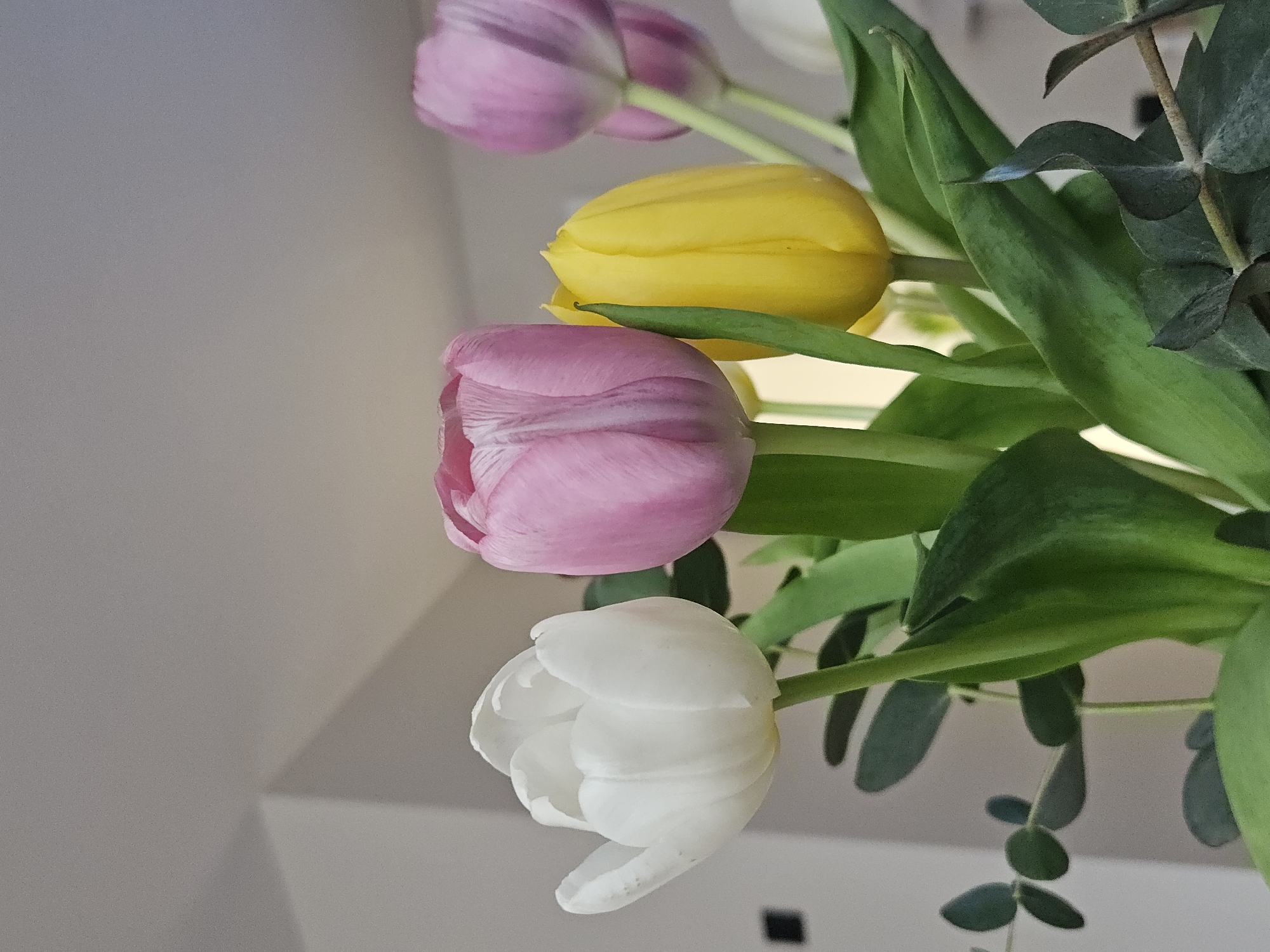 The image shows a close-up of a bouquet of tulips. The tulips are in various colors, including white, pink, and yellow. There are green leaves interspersed between the tulips. The background is a light grey wall. There is no evidence to indicate the location in Burgas, Bulgaria.