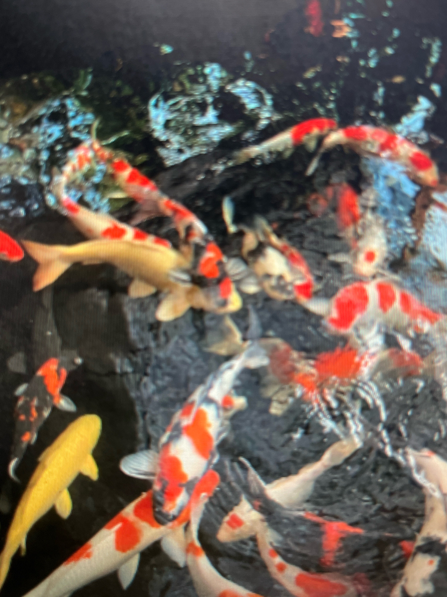 The image depicts a group of koi fish swimming in dark, murky water. The fish are of various colors, including white, orange, and black, with some displaying a combination of these colors. One fish is a solid bright yellow. The water appears to have some greenish algae or plants floating on the surface, and there are dark, rocky elements visible beneath the water. The scene is enclosed and appears to be a pond or water feature. No specific location in Sejahtera, Indonesia can be identified from the visual information provided.