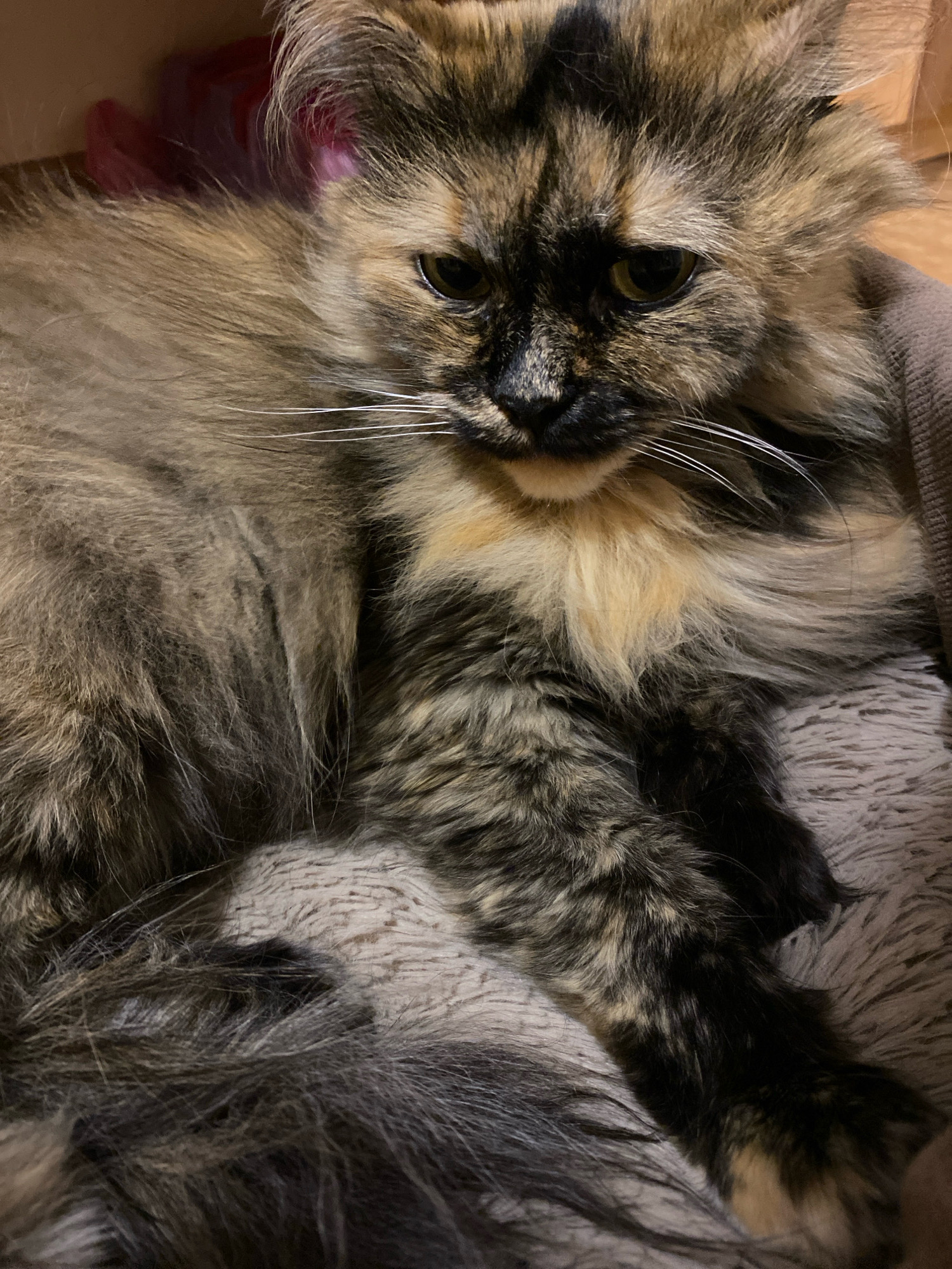 The image shows a close-up of a long-haired tortoiseshell cat. The cat is lying down, with its head turned towards the camera. Its fur is a mix of black, brown, and orange. The cat's eyes are partially closed, and its ears are alert. The background is blurred, but appears to be indoors, possibly on a couch or bed. There is no indication of the city of Zhlobin, Belarus in the image.