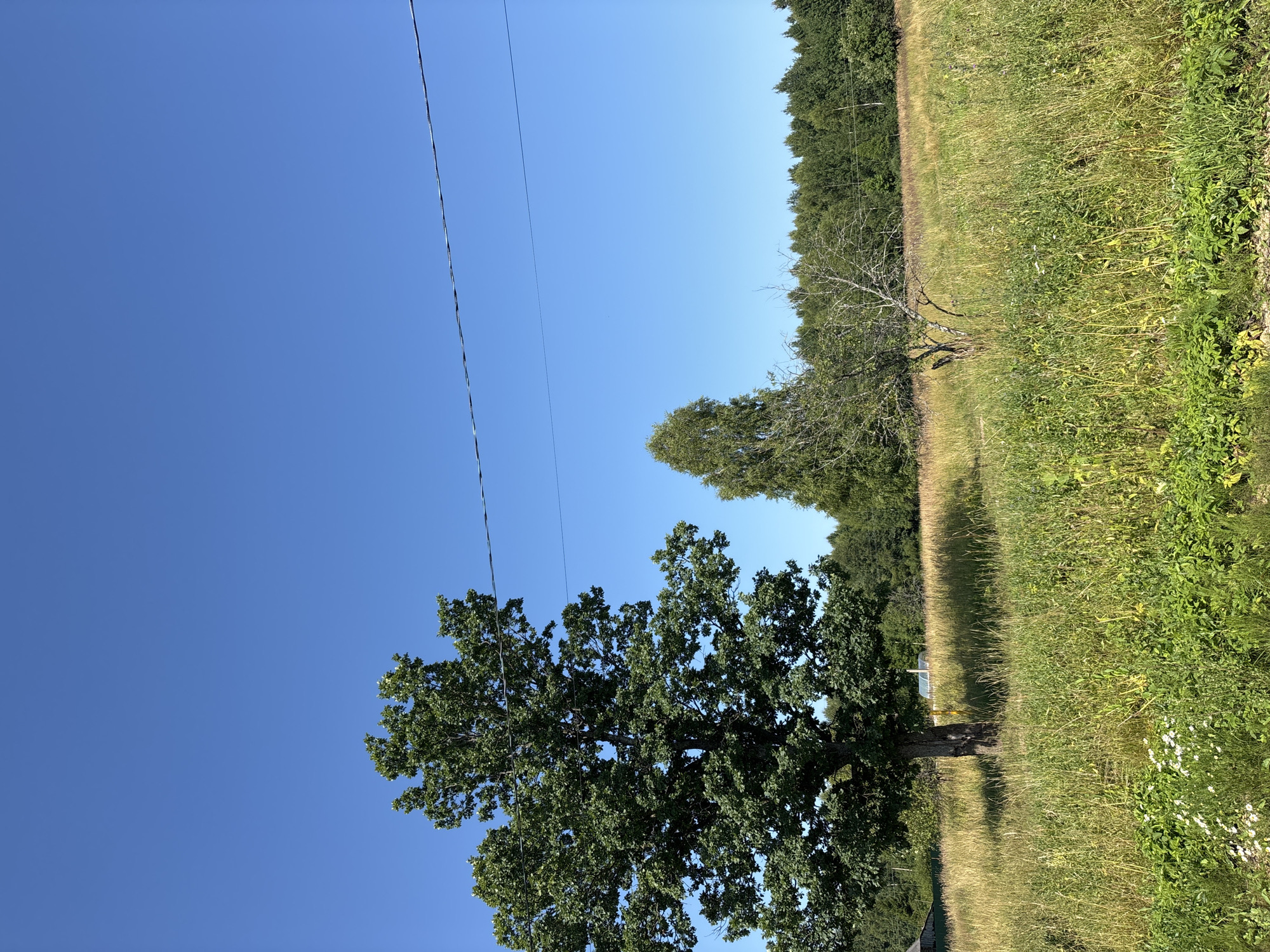The image depicts an outdoor scene under a clear blue sky. In the foreground, a large, mature oak tree stands prominently on the left, its branches full of green leaves. To its right, a smaller, sparser tree with bare branches is visible. The ground is covered in tall, dry grass and some green vegetation, with a few small white flowers scattered throughout. In the middle ground, a line of dense green trees forms the horizon. In the far distance, to the left, a small building with a dark roof can be partially seen. The sky is a uniform bright blue, with a thin black wire running horizontally across the upper portion of the frame. The image appears to be taken in the countryside, possibly in the village of Dunilovo, Russia, given the presence of rural elements like the building and extensive natural landscape.
