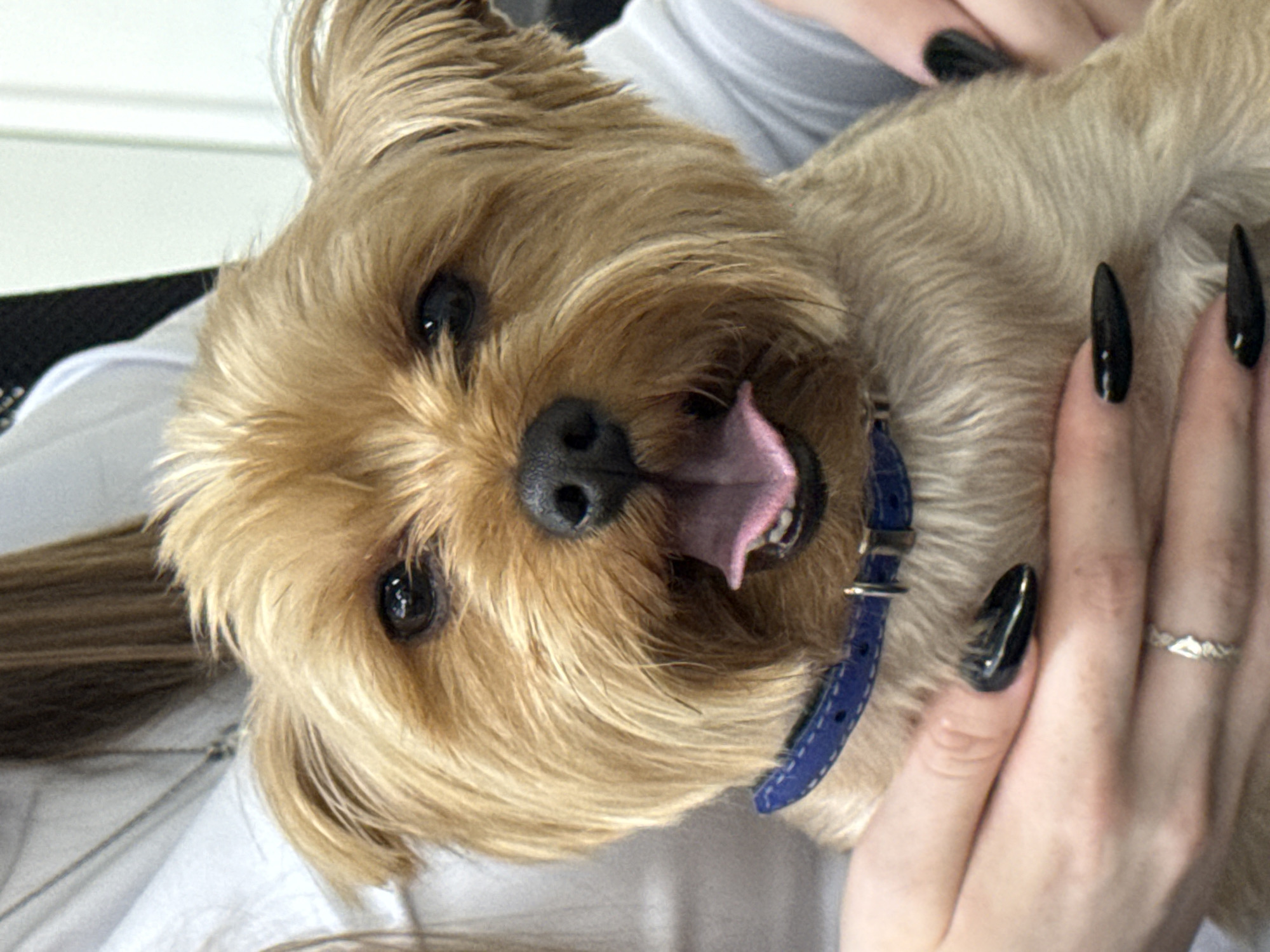 The media file shows a close-up, vertical shot of a small, tan-colored dog, likely a Yorkshire Terrier, being held by a person. The dog's face is the primary focus, with its tongue slightly sticking out and its eyes looking towards the camera. It is wearing a blue collar. The hands holding the dog have long, black acrylic nails. One hand is visible with a delicate silver ring featuring a mountain-like design. The background is blurred, but appears to be indoors, possibly on a white surface like a bed or couch, with hints of other clothing or fabric. The lighting suggests daytime. The dog's expression is alert and perhaps playful. There is no visible text in the image. The context provided indicates the location is Nizhny Novgorod, Russia.