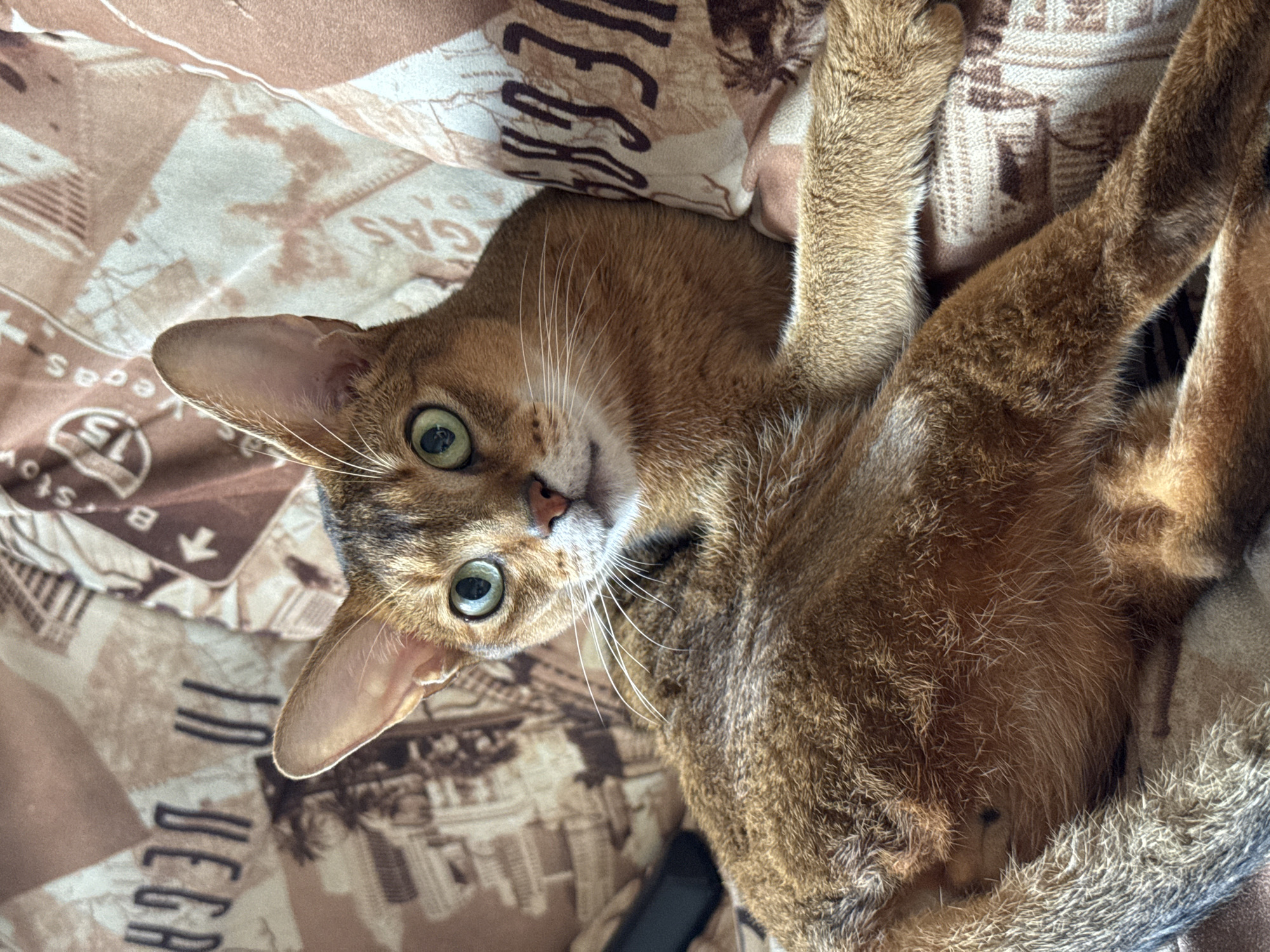 An Abyssinian cat lies on a bed, its head turned towards the camera. The cat has distinctive ticked fur, large ears, and striking green eyes. It is looking directly at the viewer with a curious expression. The cat's body is partially obscured by its own limbs and the bedding.
The bedding features a pattern with text and images. Visible text includes "VEGAS" and "GAS" which appear in a sepia-toned, somewhat distressed font, interspersed with what looks like stylized maps or cityscapes. There is also a circular emblem with the number "15" inside it, and an arrow pointing upwards next to the text "B stoy". The overall color scheme of the bedding is brown and beige.
The lighting suggests an indoor setting, likely daytime. No specific weather conditions are indicated. The location context is Chaikovsky, Russia, but there are no overt visual cues in the image to confirm this specific location beyond the provided context. The overall mood is relaxed and intimate, centered on the animal.