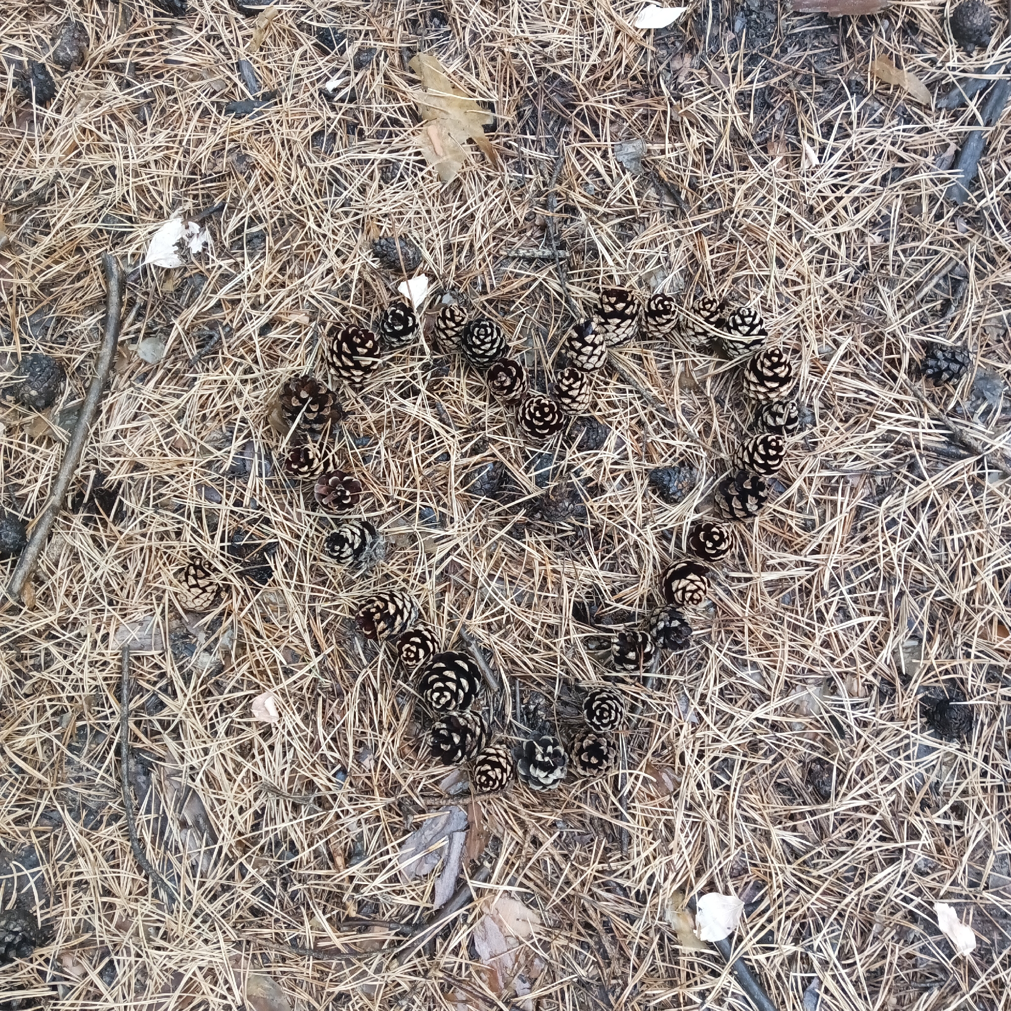 A heart shape is formed by a collection of pinecones on a bed of dry pine needles. The pinecones vary in size and color, with some being dark brown and others lighter with visible scales. The surrounding ground is covered in a thick layer of tan and brown pine needles, with a few scattered twigs and a couple of fallen leaves visible. The scene appears to be outdoors, possibly in a forest or park.