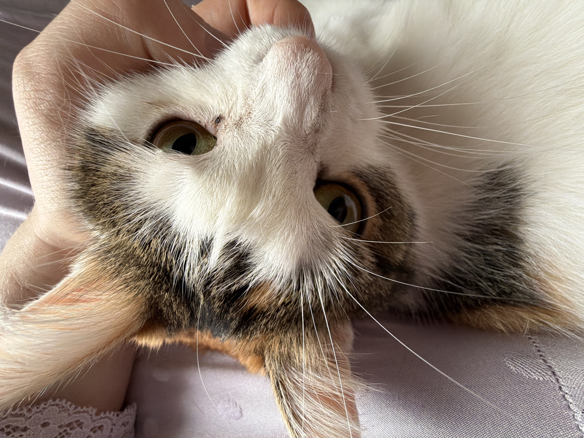A close-up, slightly overhead shot focuses on the face of a calico cat. The cat's left eye, a striking green, is visible in the lower left quadrant of the image, with its right eye peeking out from behind its face, also green. The cat has white fur with patches of brown, black, and orange, particularly around its ears and forehead. Long, white whiskers fan out from its muzzle. A human hand is visible gently cradling the cat's head, with fingers lightly touching its fur near the ear and cheek. The cat appears relaxed, with its head tilted slightly. The background consists of a soft, lavender-colored fabric, possibly clothing or bedding, with some subtle wrinkles. The lighting is bright, casting soft shadows and highlighting the texture of the cat's fur and the human skin. There is no discernible indication of the location within the city of Колычёво, Russia.