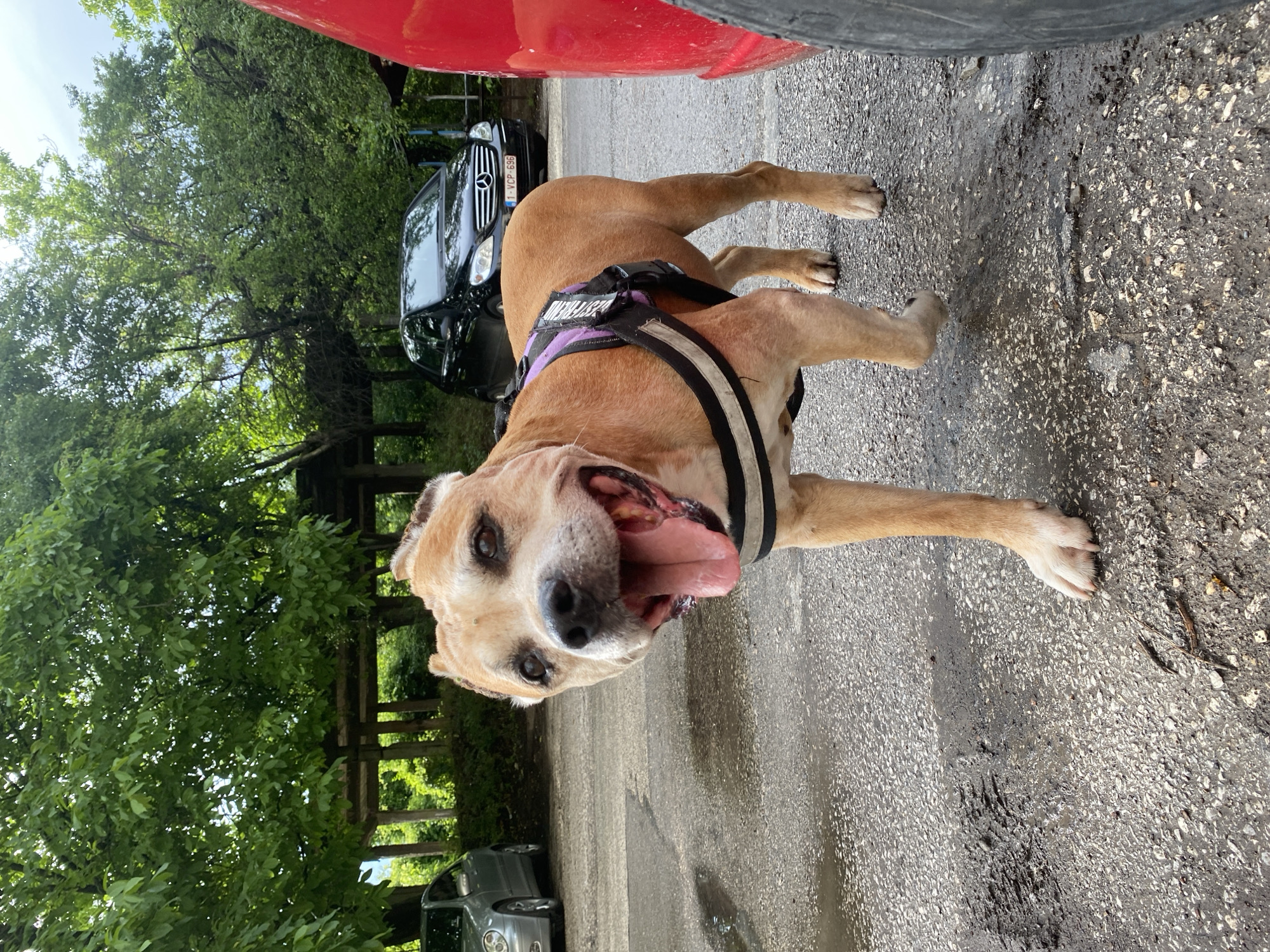 A tan-colored dog, resembling a Pitbull or similar breed, is the central subject of the image, looking directly at the viewer with an open mouth and extended tongue, conveying happiness or excitement. The dog is wearing a black harness with purple accents, upon which the text "BEST FRIEND" is visible. Its front paws are positioned as if in motion or ready to play.
The dog stands on a dark, wet asphalt or tarmac surface. In the background, lush green trees and foliage create a natural, verdant setting. Several cars are visible: a portion of a red vehicle is in the upper right foreground, while a black Mercedes-Benz C-Class (W203 model) is parked behind the dog, its license plate "1-VCP-696" clearly visible. A small part of a silver/grey car is also seen in the lower-left corner.
The scene takes place outdoors during daytime, with soft lighting suggesting either an overcast sky or the presence of shade from the abundant trees. The damp ground indicates recent rain or water on the surface. The Bulgarian license plate on the Mercedes-Benz confirms the setting is consistent with the provided location context of Pleven, Bulgaria.