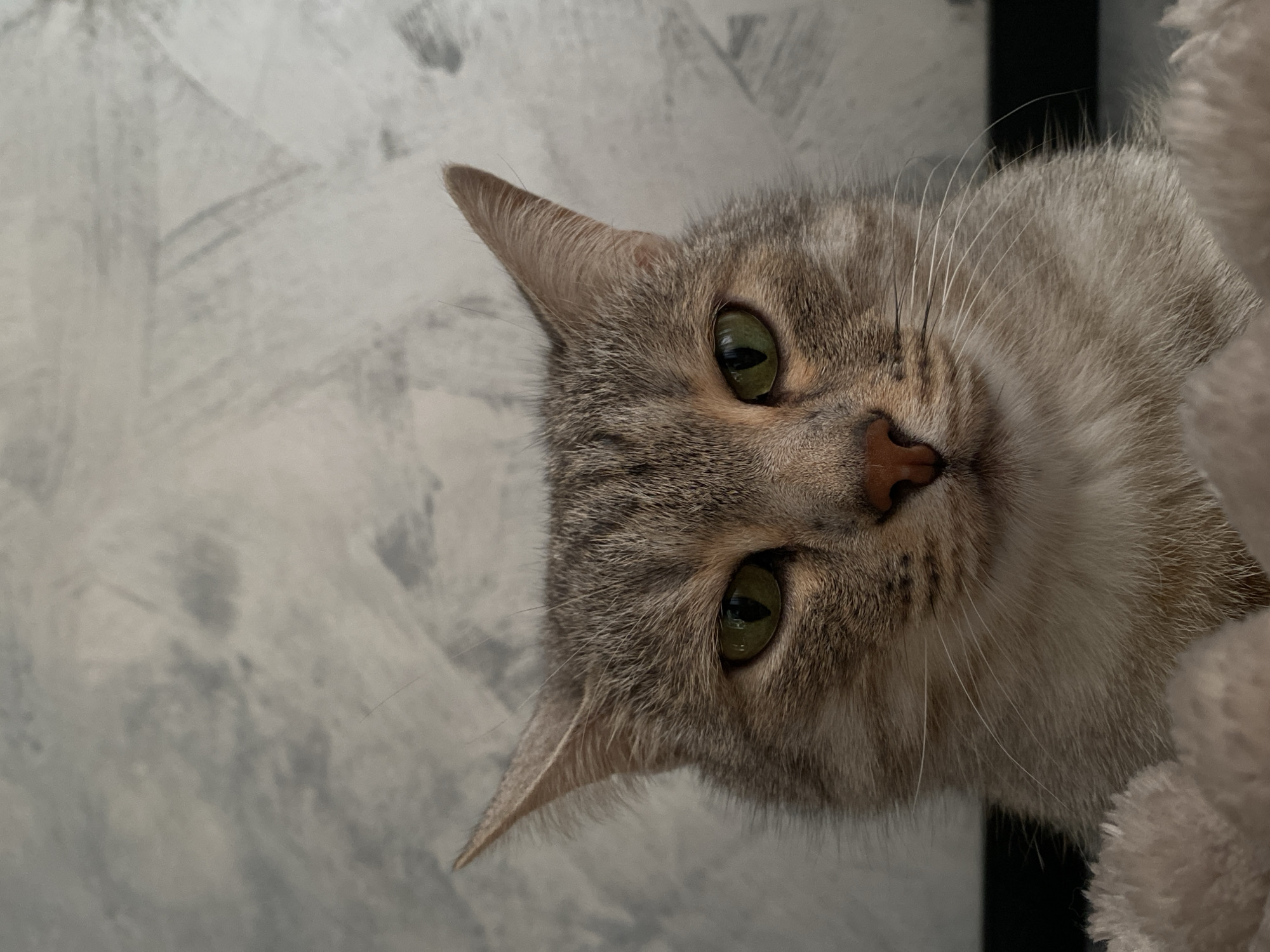 A medium shot of a tabby cat's face is centered in the frame. The cat has green eyes and a pink nose. Its ears are perked up, and it is looking directly at the camera. The background is a textured, gray wall. In the foreground, a soft, fluffy, light-colored object, possibly a blanket or pillow, is visible. The image is taken from a slightly low angle.