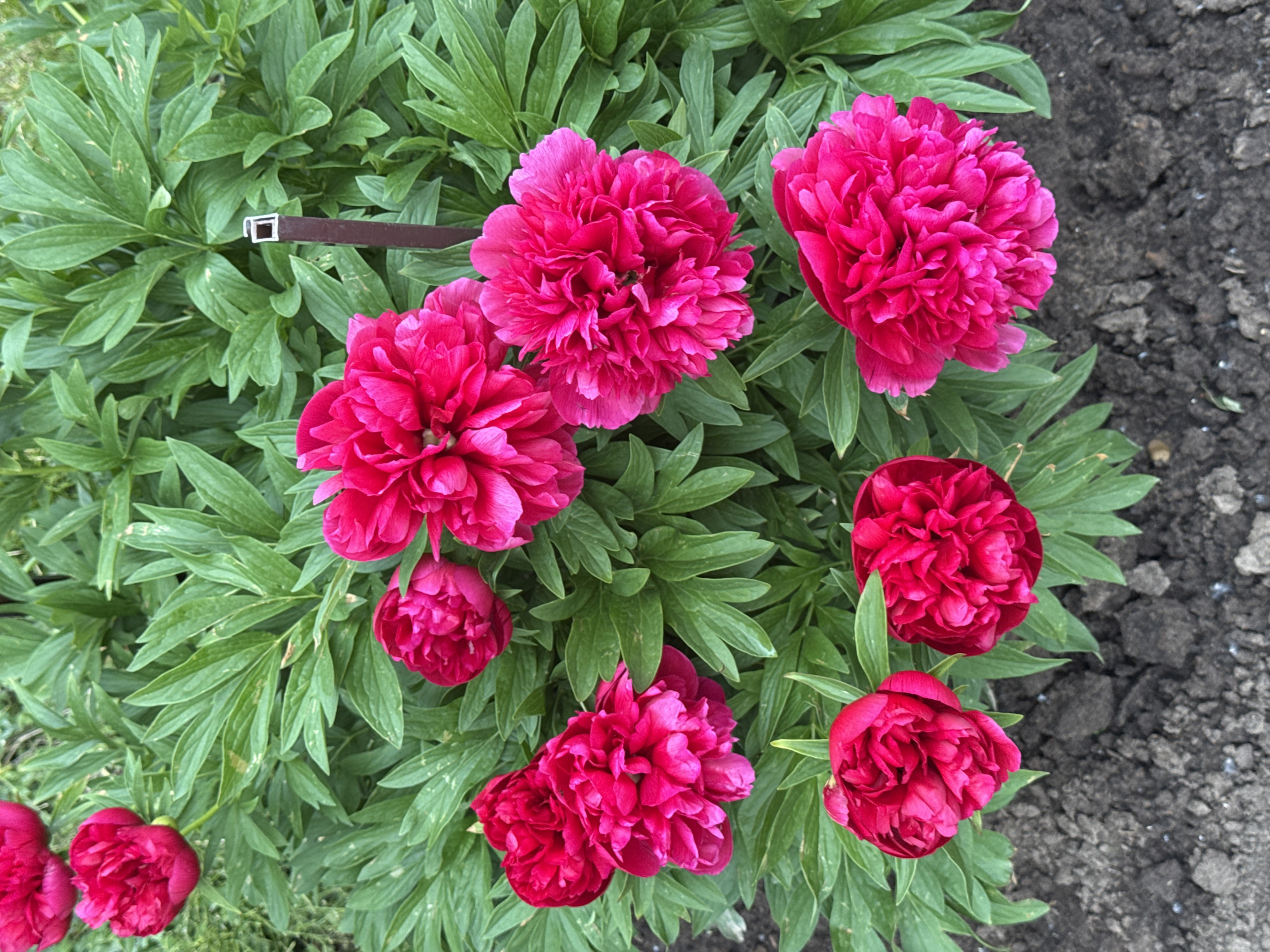 The image displays an overhead view of a vibrant peony plant in bloom within a garden bed. Numerous double-flowered peony blossoms, ranging in color from deep magenta to bright fuchsia, are prominently featured. There are approximately ten distinct flower heads visible, in various stages of opening, from tightly furled buds to fully expanded, densely petaled blooms. The flowers are interspersed among a rich mass of dark to medium green, lobed foliage characteristic of peonies. In the upper right section, a slender, dark brown plant stake or support structure is partially visible, capped with a small, white, open rectangular component. The lower portion of the scene reveals dark, clumpy garden soil.