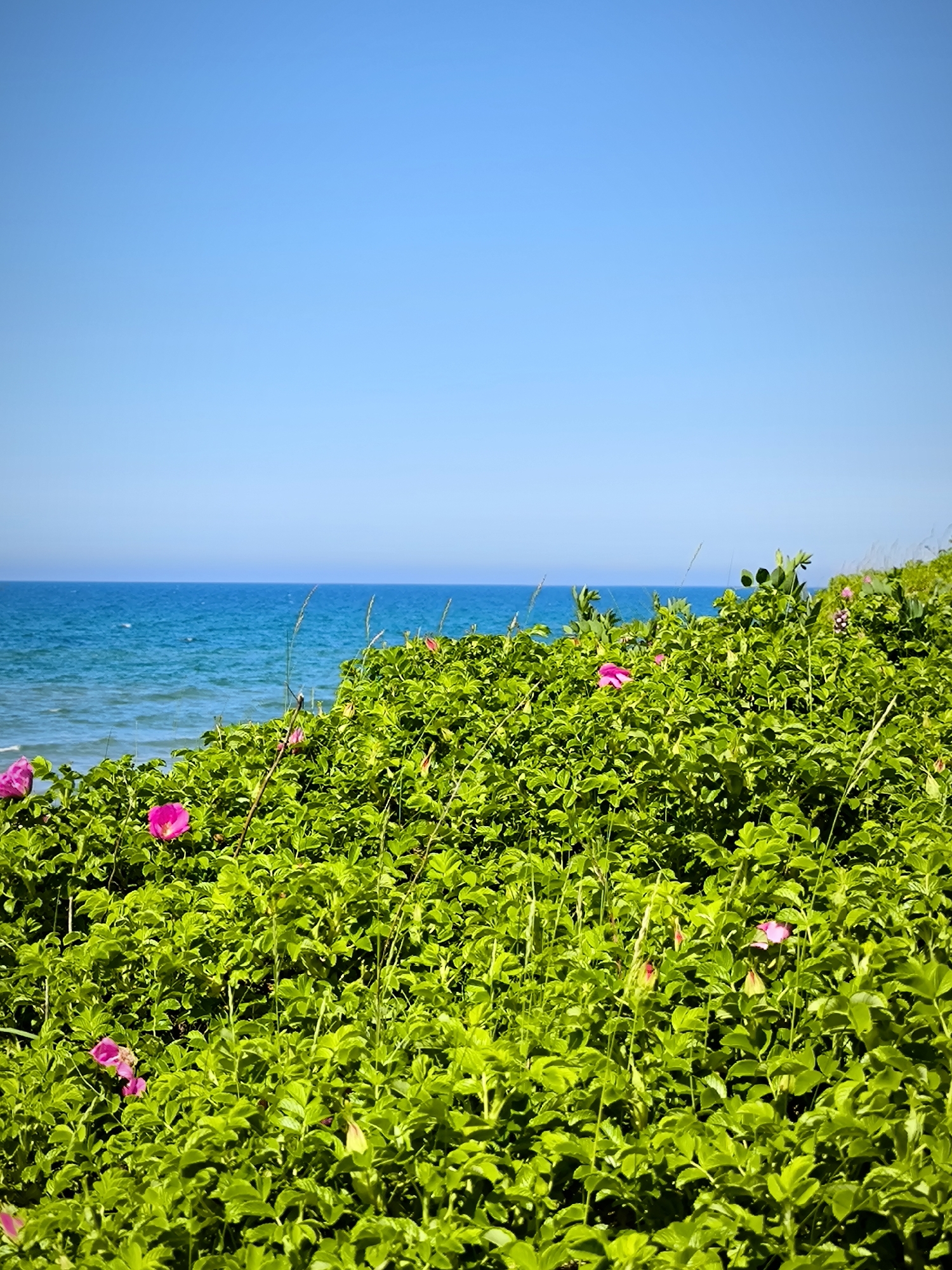 The image depicts a vibrant coastal scene under clear skies. The upper approximately 40% of the frame is dominated by a clear, bright blue sky, exhibiting a subtle gradient from a lighter hue at the horizon to a deeper blue at the top. Below the sky, the ocean spans horizontally across the middle of the image, presenting a rich, deep blue color with visible surface ripples, suggesting calm waters. The lower approximately 60% of the image is filled with dense, lush green foliage, consistent with coastal shrubbery, possibly rosehips. Numerous healthy, medium-sized green leaves are visible, creating a textured foreground. Several bright pink, five-petaled flowers are scattered throughout this green vegetation, predominantly visible in the lower left and middle right sections of the frame. A few slender, light-colored stalks of dried grass or similar vegetation extend vertically from the green bushes. No individuals, man-made structures, or specific geographical features that would identify the location as the city of Priboy, Russia, are visible within the image.