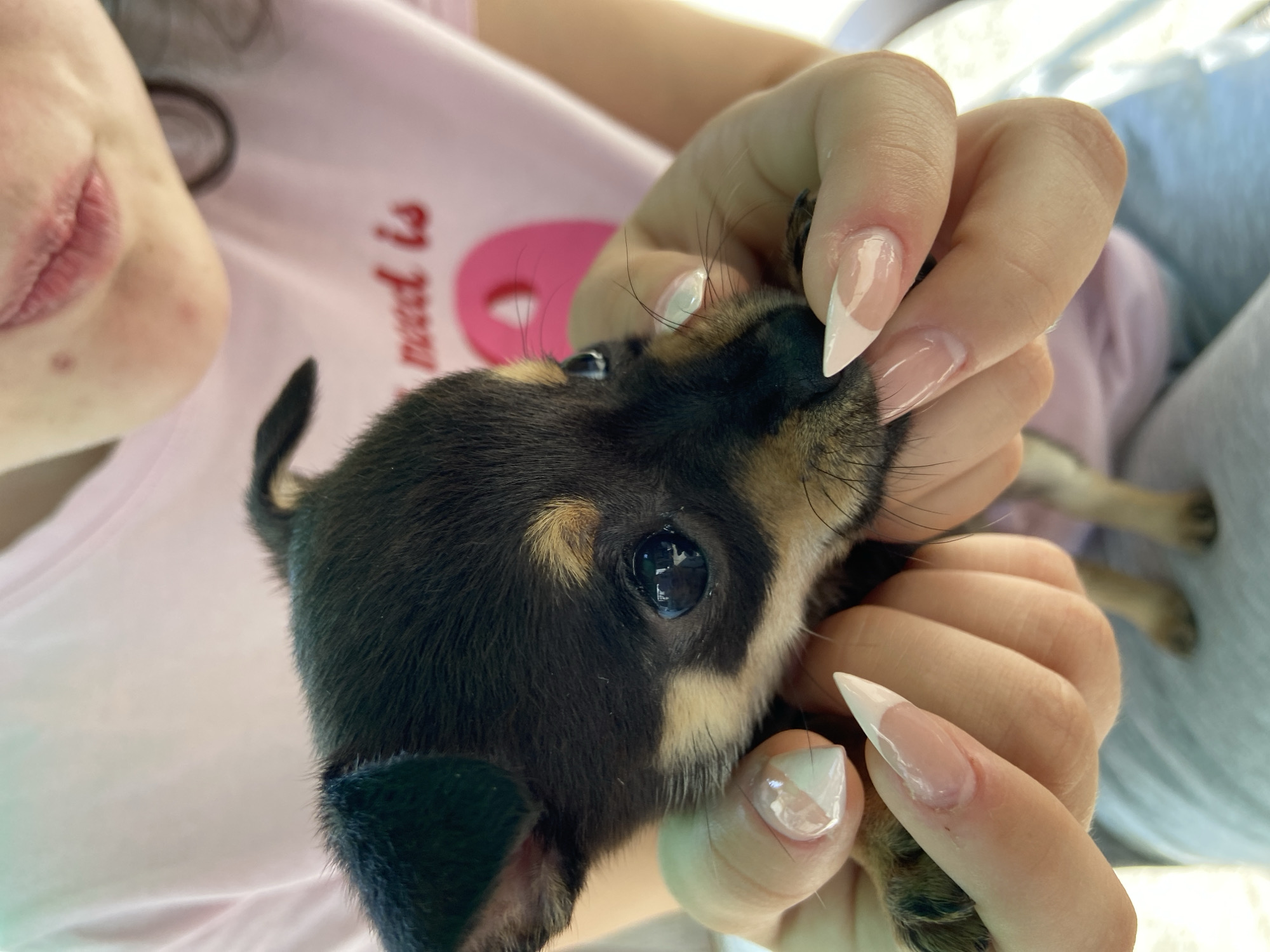 The image captures a small, tricolor (black and tan) puppy being held gently in two human hands in Gorna Oryahovitsa, Bulgaria. The puppy's head is the primary focus, revealing dark, reflective eyes and prominent black whiskers. Its fur is short and dense, with distinct tan markings on its muzzle, eyebrows, and cheeks. The human hands cradle the puppy, with fingers positioned around its head and lower body. The nails on the visible fingers are long, almond-shaped, and appear to be artificial, featuring a French manicure style with clear or milky white tips over a natural pinkish-nude base. In the upper right quadrant, the lower portion of the human's face, including the mouth and chin, is visible; the lips are naturally colored, and the skin exhibits minor texture. The human wears a light pink short-sleeved shirt with red lettering partially visible, spelling "need is," next to a circular pink graphic. The background is out of focus, showing indistinct light-colored surfaces, suggesting an indoor or sheltered outdoor setting.