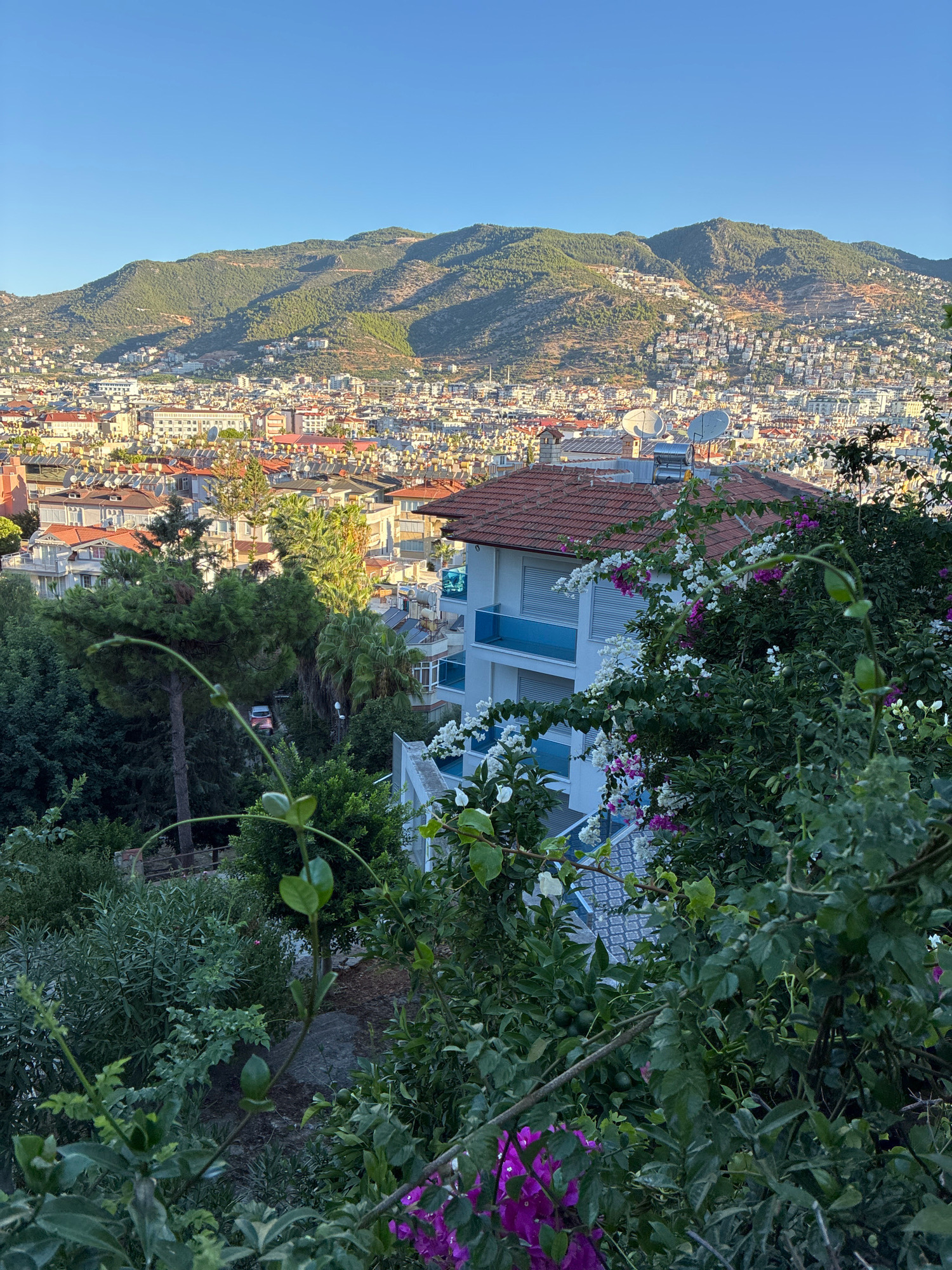The image depicts an elevated view of the city of Alanya, Turkey, looking towards a verdant mountain range. In the foreground, lush green foliage and flowering bushes dominate, with bright pink and white bougainvillea blossoms adding vibrant splashes of color. A modern white building with blue balconies is partially visible behind the greenery. Beyond this, the cityscape unfolds, characterized by a dense collection of buildings with red-tiled roofs, interspersed with solar water heaters on many rooftops. The buildings appear to be a mix of residential and commercial structures, climbing the slopes of the mountain. The mountain itself is covered in a dense forest of green trees, with some areas showing exposed earth from development or natural erosion. The sky is a clear, deep blue, suggesting a sunny day. The overall scene conveys a sense of a coastal city nestled against a natural landscape.