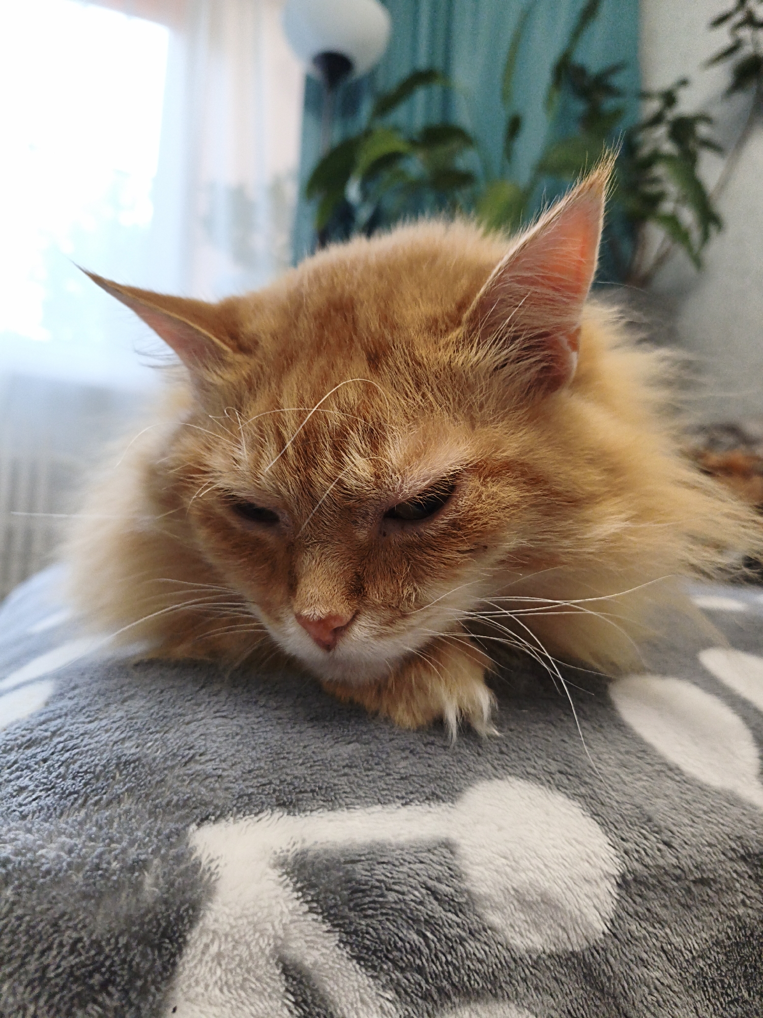 An orange cat is resting on a gray blanket with white markings. The cat is lying down with its head resting on its paws, and its eyes are partially closed. The cat has long, fluffy fur. The background is blurred, but appears to be an indoor setting with a window and some plants. The image was taken in the city of Kaluga, Russia.