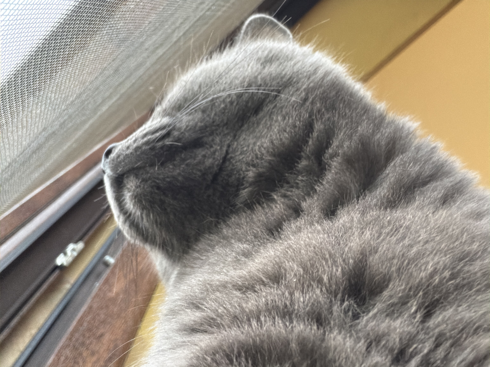 The image shows a close-up view of a gray cat's head and fur. The cat is looking upwards and to the right, towards a window with a screen. The background consists of wooden blinds and a yellow wall. The lighting suggests the cat is indoors, near a window. The image does not provide any information about the city of Orehovitsa, Bulgaria.