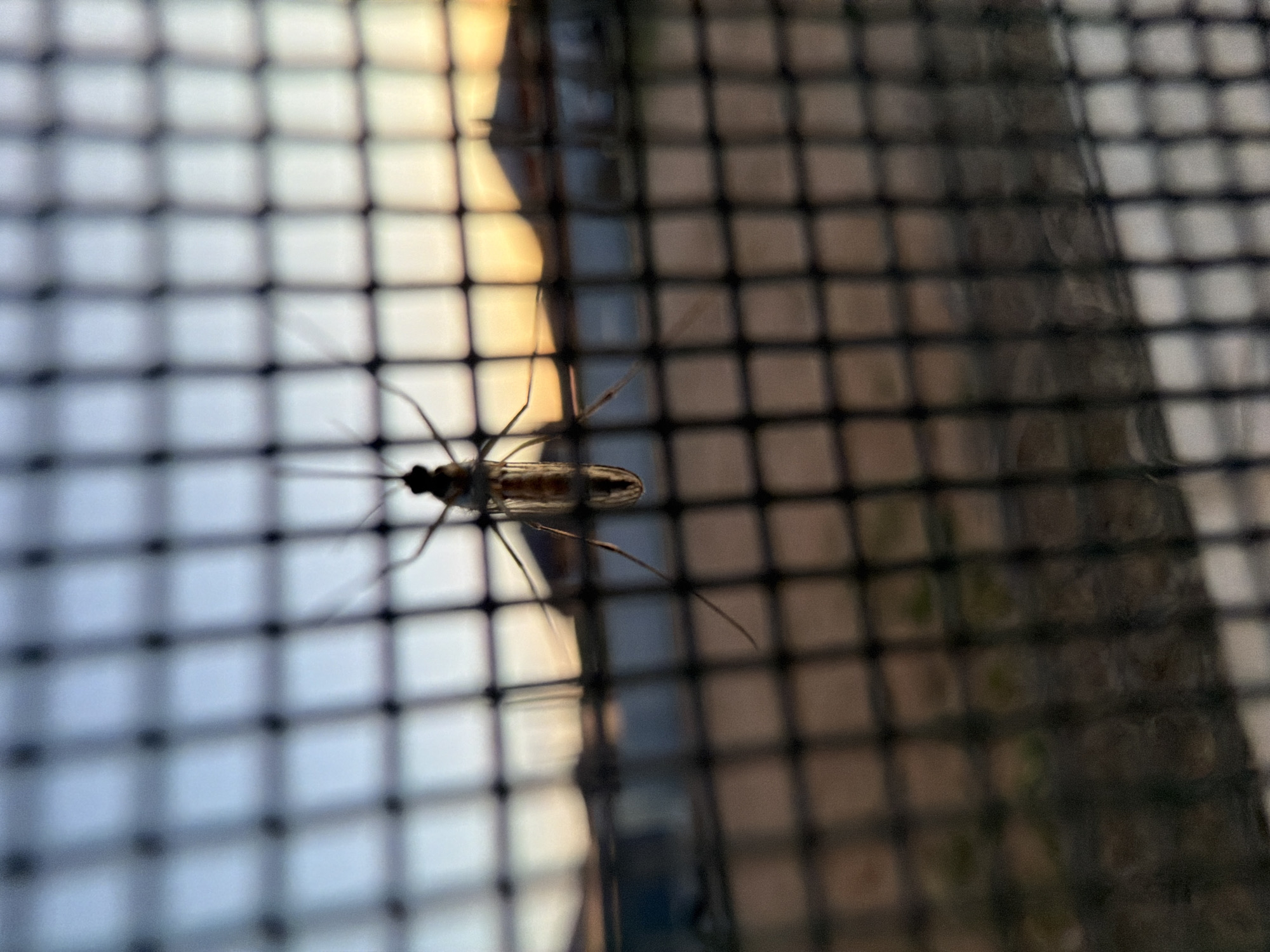 A close-up, low-angle shot captures a mosquito perched on a dark mesh screen. The mosquito is positioned centrally in the frame, its body segmented and its legs splayed out. The mesh screen, rendered in sharp focus, creates a grid-like pattern that overlays the entire image. In the background, the scene is softly blurred, suggesting a shallow depth of field. A hint of a sunset is visible, with warm orange and yellow hues painting the sky above silhouetted buildings and a body of water. The overall environment appears to be an outdoor setting at dusk, possibly in the city of Chaikovsky, Russia, given the architectural style of the distant buildings.