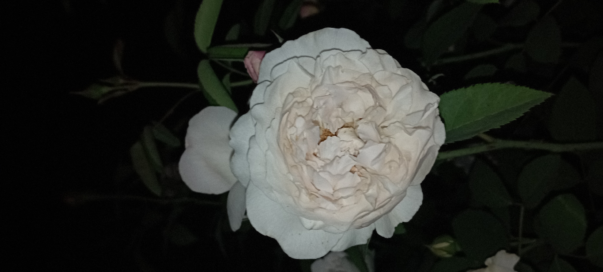 This is a close-up, full-frame vertical shot of a fully bloomed white rose in the city of Radisne, Ukraine. The rose is the central subject, positioned slightly off-center to the right, with its petals tightly packed and layered, creating a textured, almost ruffled appearance. The color of the petals is predominantly white with subtle hints of cream and pale pink, particularly towards the center and on some of the outer edges. The rose's stamens are visible at its core, appearing as a cluster of golden-brown filaments.
The rose is set against a dark, out-of-focus background, suggesting it was photographed at night or in low light conditions. Dark green leaves and stems of the rose plant are visible, some in sharp focus and others blurred, framing the flower. A small, unopened rose bud is visible on the lower left side of the frame, also in focus. There are no people or any signs of human activity depicted in the image. The environment appears to be a garden or natural setting within Radisne, Ukraine, characterized by the presence of the rose bush.