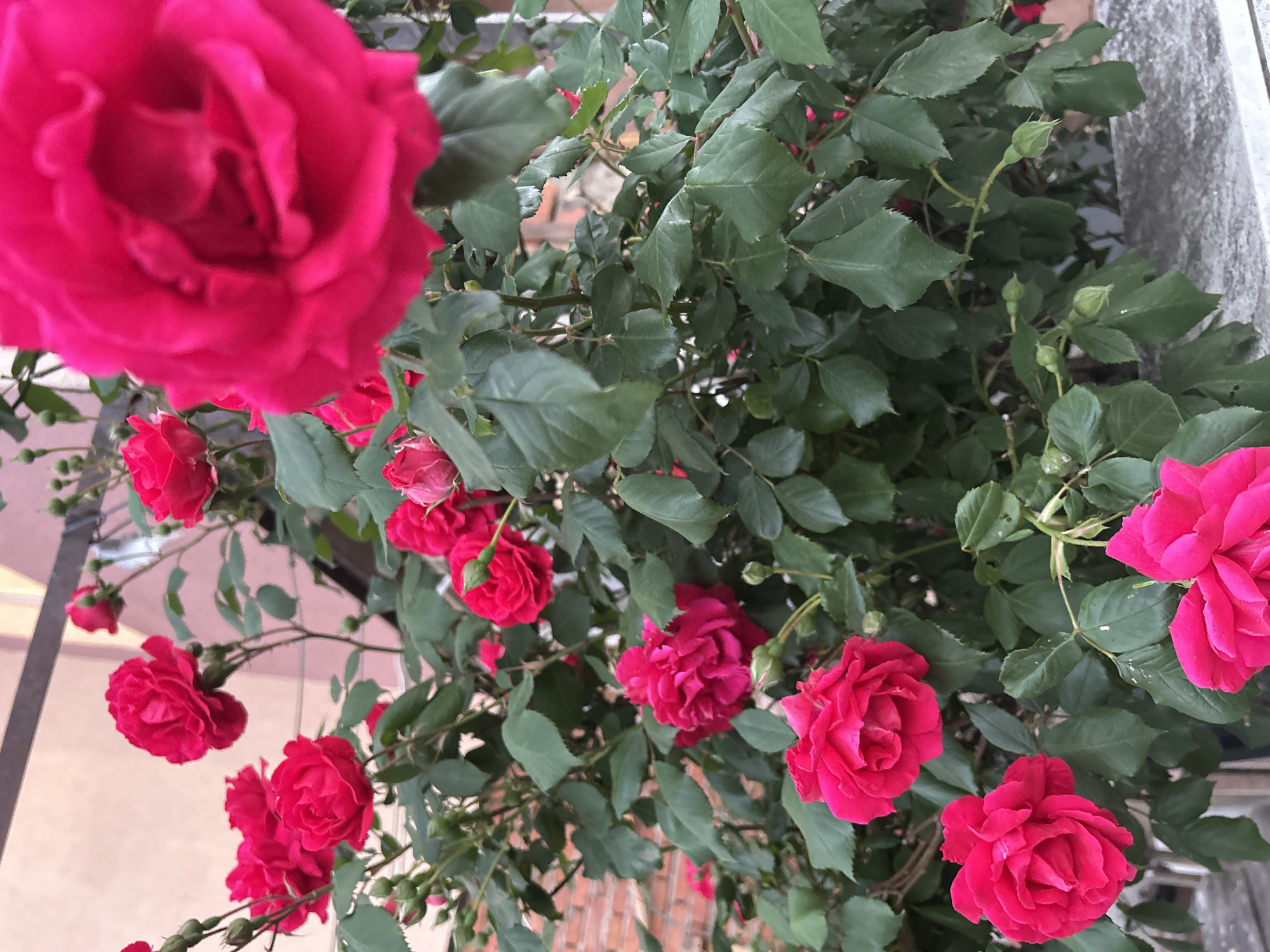 A high-angle shot reveals a profusion of red roses and green foliage. The flowers are densely packed, some fully open, others in bud. The foliage is predominantly green, with variations in shade and texture. Parts of the background show elements of the urban environment: brickwork, a railing, and the edge of a light-colored wall. Based on visual cues and previous information, this photo was taken in Burgas, Bulgaria.