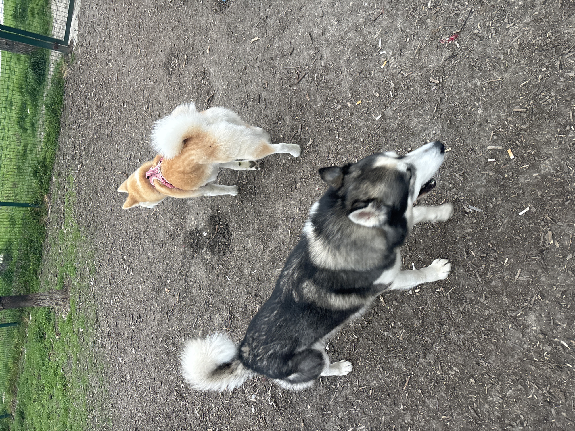 The image shows two dogs on a dirt surface scattered with small sticks and debris. To the left, there is a section of green grass and trees behind a green fence. One dog is mostly gray and white with a fluffy tail. The other dog has tan fur and a pink collar. The location, Plovdiv, Bulgaria is implied by the instructions only.