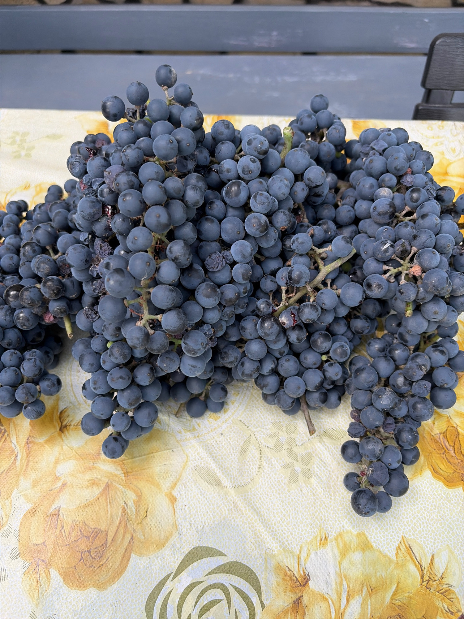 A close-up, overhead shot shows a large pile of dark purple grapes resting on a yellow tablecloth with a floral pattern. The grapes are clustered together on thick stems, with some individual berries appearing slightly wrinkled or bruised. The tablecloth has a faded, painterly design of large yellow flowers and green accents. In the background, out of focus, is a gray wooden structure and a glimpse of dark furniture. The scene appears to be outdoors, likely in a garden or on a patio.