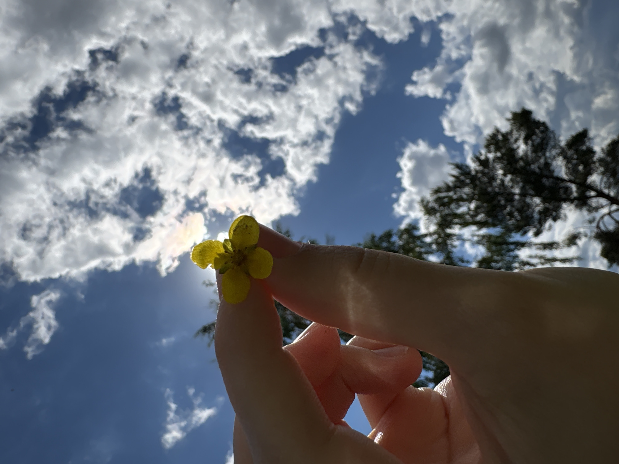 In Дресвяново, Russia, a person's hand holds a small yellow flower against a backdrop of a blue sky filled with white, fluffy clouds. The sun is partially visible behind the flower, casting a bright glare and creating a lens flare effect. Silhouettes of trees are visible in the lower portion of the image, suggesting an outdoor setting. The image is captured from a low angle, looking up towards the sky.