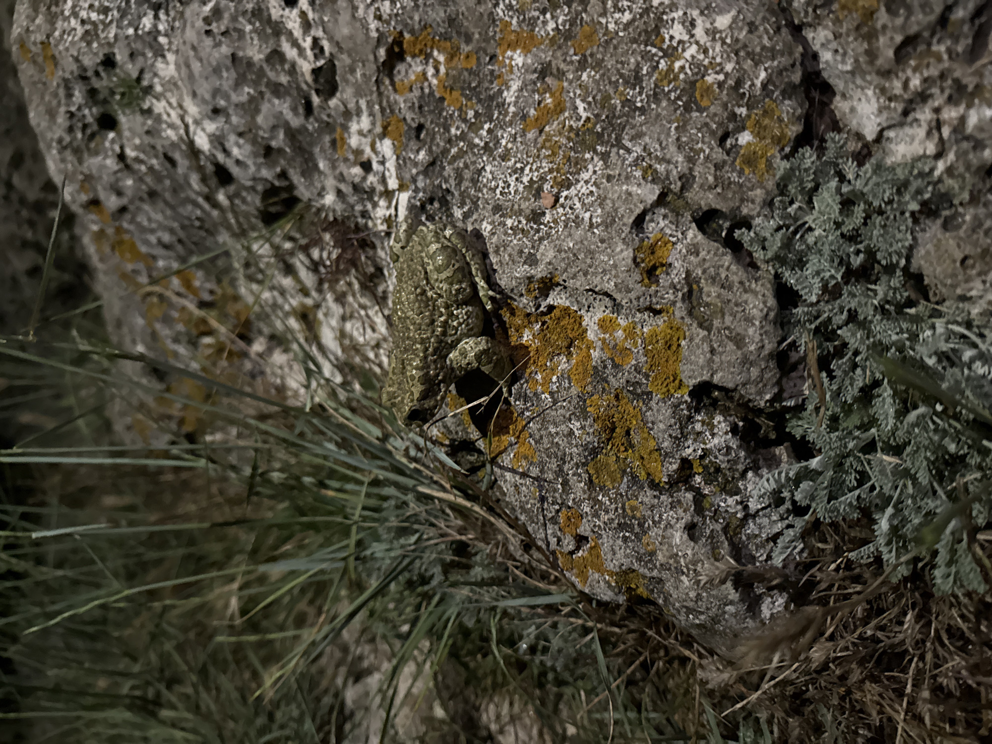 A green toad with a warty texture is positioned on a grey rock with patches of yellow lichen. The toad is facing right. Surrounding the rock are green grasses and dried vegetation. The scene appears to be in a natural, outdoor environment, possibly near the cliffs or coastline of Tyulenovo, Bulgaria. The lighting suggests it may be dusk or night.