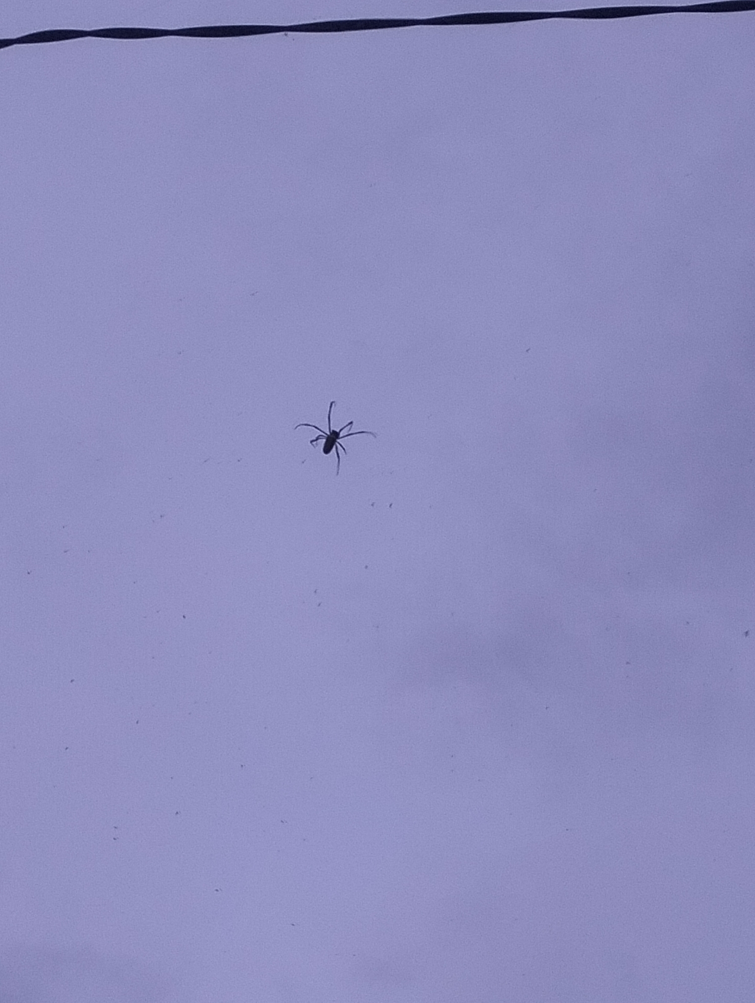 A single, dark spider is silhouetted against a light purple background, positioned slightly to the left of the image's center. The spider appears to be on a surface, possibly a window or a wall, and its legs are splayed outwards. Above the spider, a thin, dark horizontal line, likely a wire, stretches across the upper portion of the frame. The background is mostly uniform with a subtle texture, and several small, dark specks are scattered throughout the scene, which could be dust or debris. The lighting suggests an overcast sky or an indoor environment. There is no information about the city of Panteraya, Indonesia in the image itself.