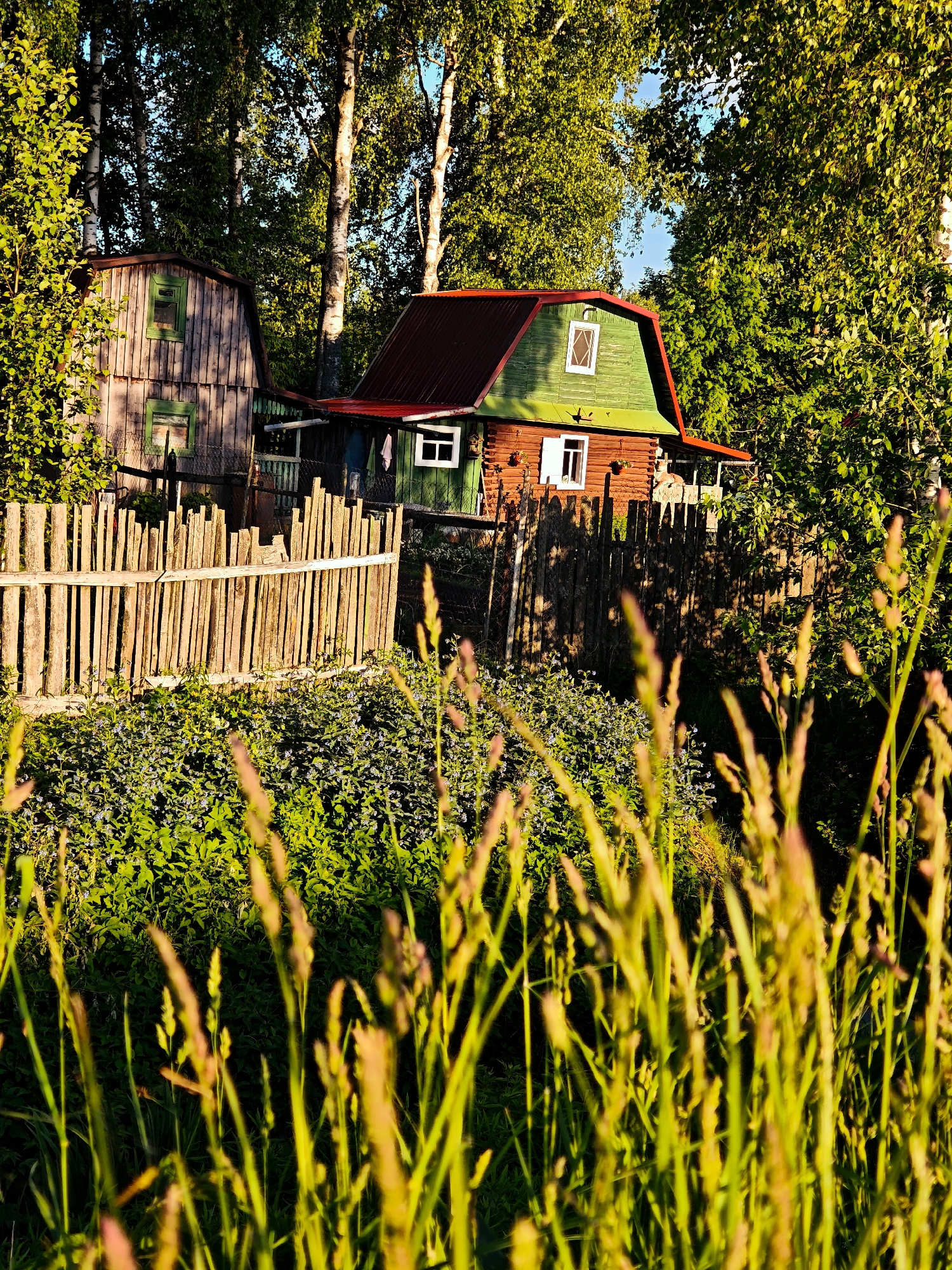 This image captures a serene, rustic scene likely in rural Russia, given the context of Zaprudnya. The central subjects are two wooden houses, illuminated by the warm, golden light of either early morning or late afternoon, suggesting the "golden hour."
The more prominent house on the right features a red-painted lower section, a vibrant green upper floor or attic, and a red corrugated metal roof. It has several white-framed windows, with dark shutters on the lower floor and a distinct X-pattern in the attic window. A small porch area is partially visible on its right side, with a white cloth or towel hanging from a railing. To its left stands another, simpler wooden structure, characterized by weathered, unpainted plank siding and green-framed windows, also with shutters.
The houses are nestled among lush green foliage. Tall, slender birch trees with their characteristic white bark rise behind and around the buildings, their leaves glowing in the sunlight. A rustic wooden picket fence, made of irregular planks, spans the mid-ground, separating the houses from the foreground.
In front of the fence, a dense patch of low-growing green plants adorned with small blue or purple flowers spreads across the ground. The immediate foreground is filled with tall, out-of-focus grasses or grain stalks, which are intensely illuminated by the golden light, creating a bright, glowing effect.
The scene is tranquil and devoid of human activity. Long shadows cast by the fence and trees indicate the low angle of the sun. There is no visible text in the image. The overall impression is one of peaceful rural life and natural beauty.