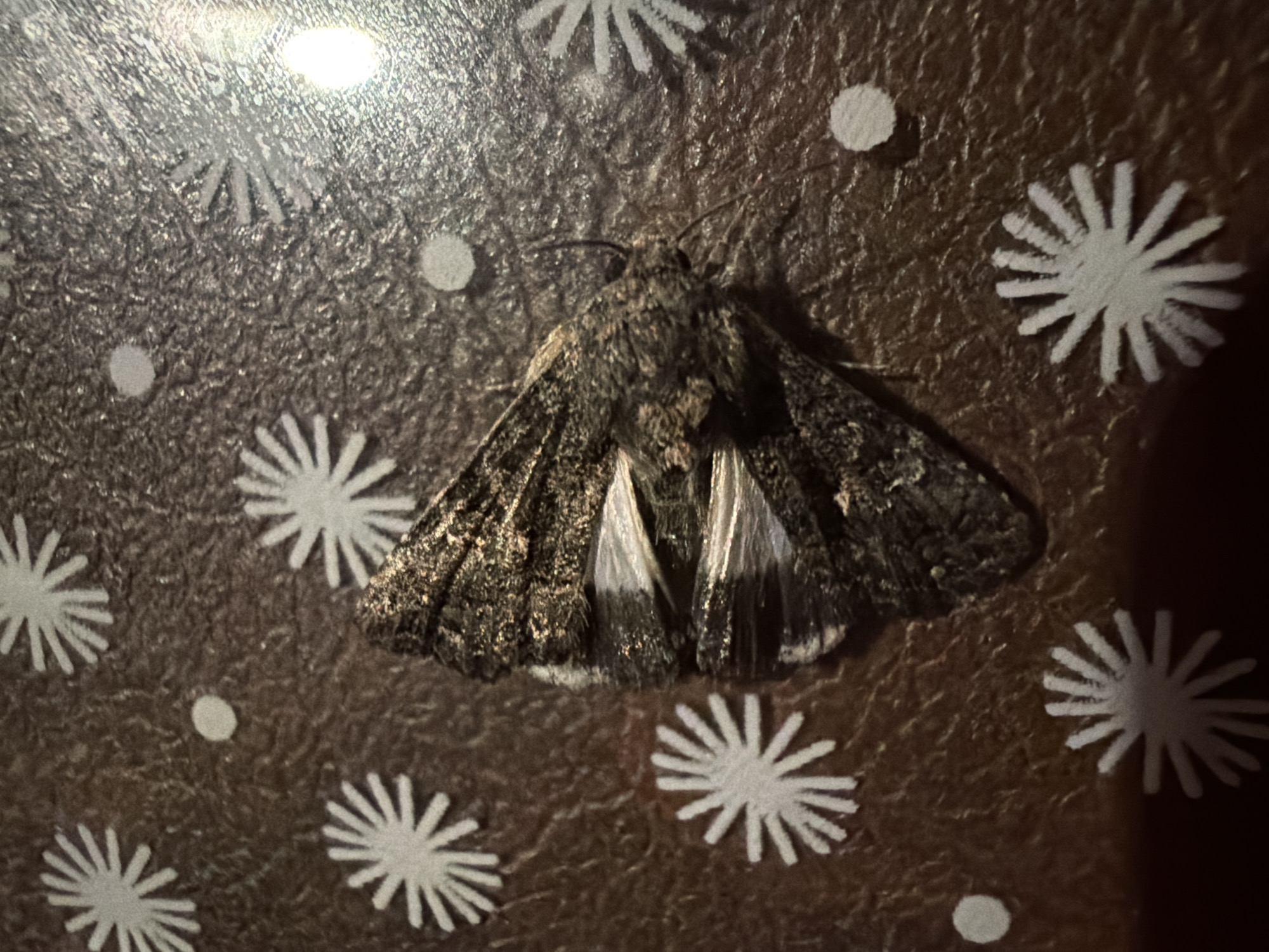 A moth rests on a brown, textured surface adorned with white starburst patterns and small circular dots. The moth is positioned diagonally, with its wings folded. The wings are mottled gray and brown, with visible white and black markings. The moth's body is dark and appears fuzzy. The surface has a glossy sheen in some areas, suggesting it might be a table or countertop. The lighting is uneven, with a bright reflection on the right side of the image. There are no people or any indication of the city of Sochi, Russia present in the image.
