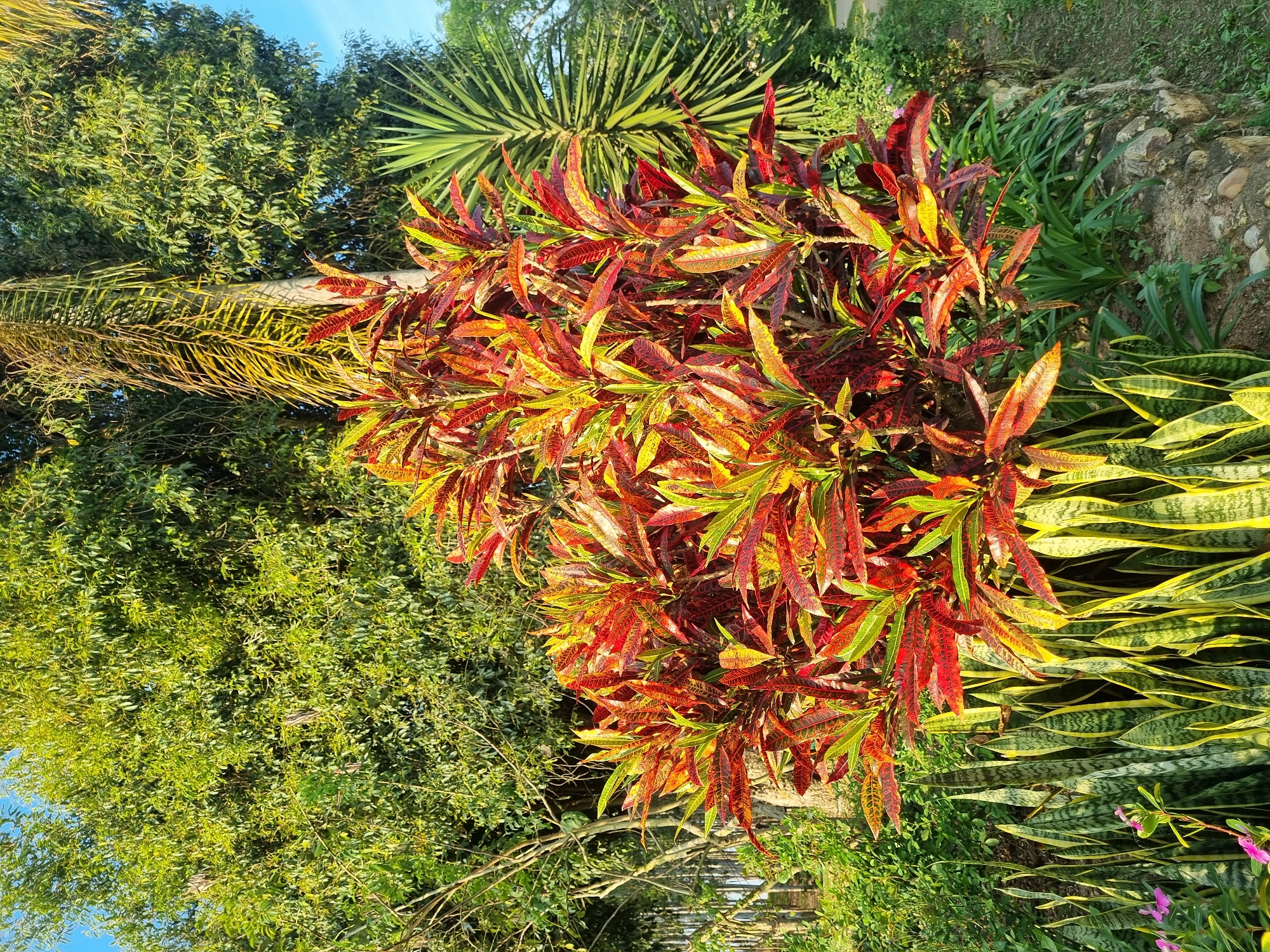 A vibrant croton plant with red, yellow, and green variegated leaves stands prominently in the foreground, against a backdrop of lush green foliage and trees. The plant is surrounded by snake plants with their distinctive striped, sword-like leaves. In the background, a palm tree and other leafy trees create a dense canopy, suggesting a tropical or subtropical environment. The scene is illuminated by natural sunlight, casting shadows and highlighting the textures of the plants. The setting appears to be a garden or park, possibly in Laranjal Paulista, Brazil, given the vegetation and bright, clear sky. There are no people or animals visible in the image. The overall impression is one of natural beauty and rich botanical diversity.