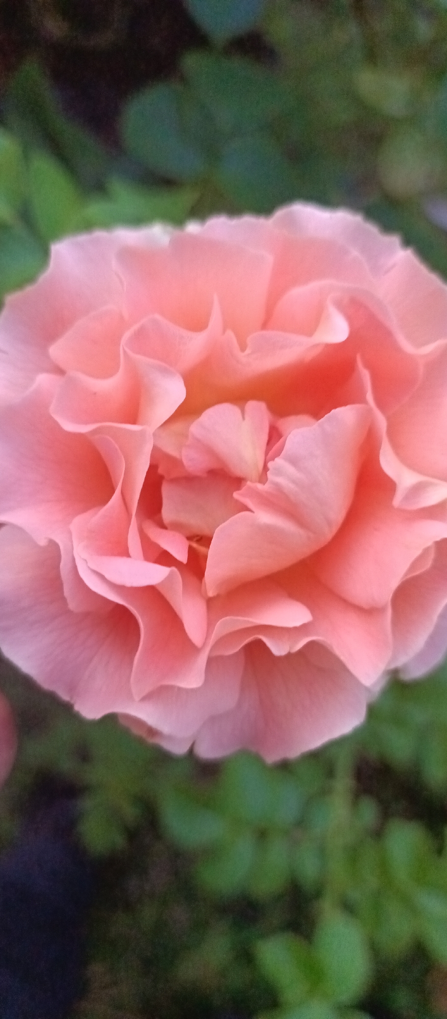The image shows a close-up, vertically oriented shot of a pale pink rose with ruffled petals. The rose fills most of the frame. In the blurred background, there are dark green leaves and a dark, indistinct area which may be soil or a shadow. There is no indication of the city of Glukhovo, Russia, in the image.