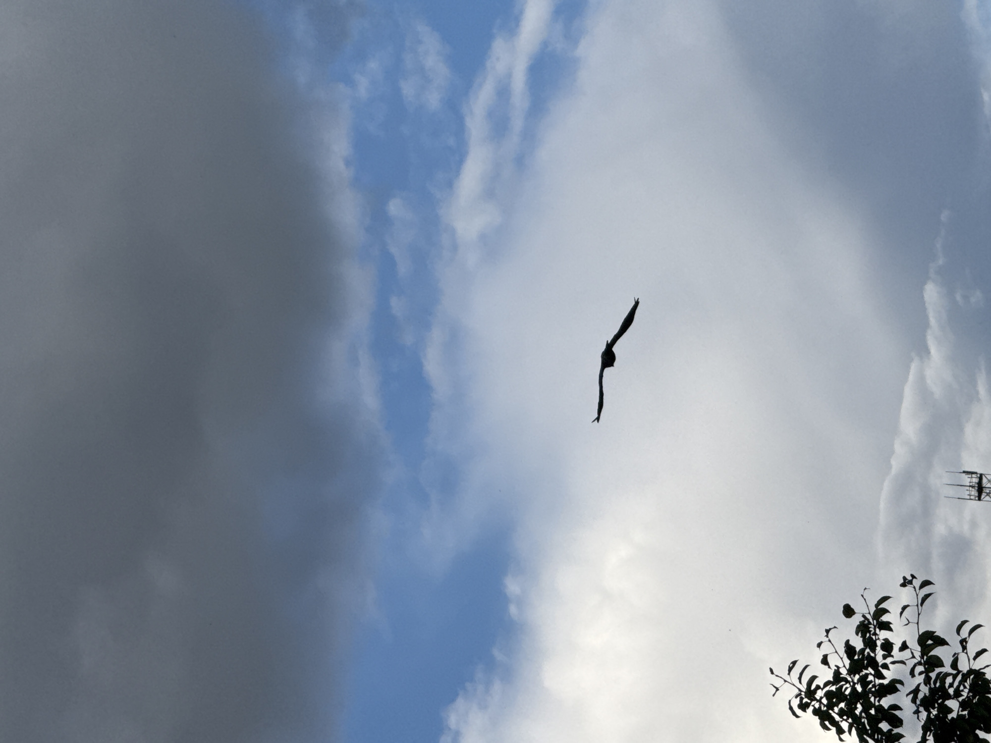 In this vertical, medium-shot, outdoor image, a bird is silhouetted against a cloudy sky. The bird is in flight, facing left, with its wings outstretched. Its body is dark and its form is sharply defined against the lighter clouds. Above the bird, large, dark gray clouds dominate the upper portion of the frame, contrasting with patches of bright blue sky and lighter, wispy white clouds below. In the lower-left corner, the dark silhouette of tree branches with leaves is visible, framing the scene. Towards the bottom-center, a portion of a tall, lattice-like tower with antennae is partially visible against the cloudy sky. The overall impression is one of a natural scene unfolding beneath a dynamic sky, with man-made structures subtly present in the background.