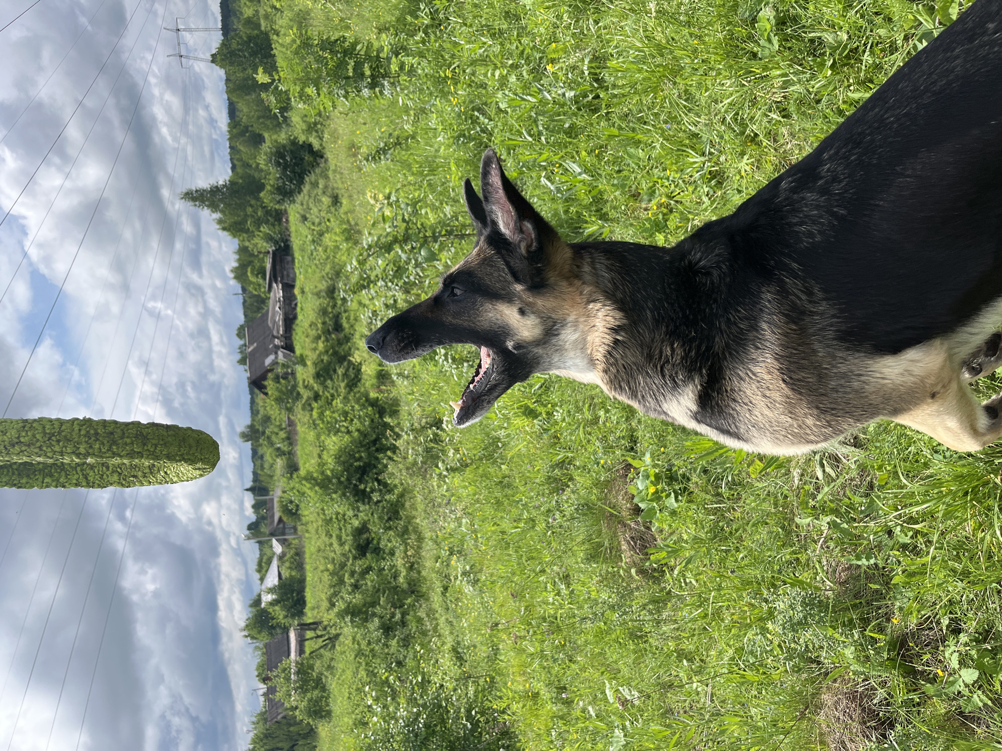 In a grassy field, a German Shepherd dog is looking up with its mouth open at a large green object hanging from overhead wires. The background shows a rural landscape with trees, houses, and power lines.