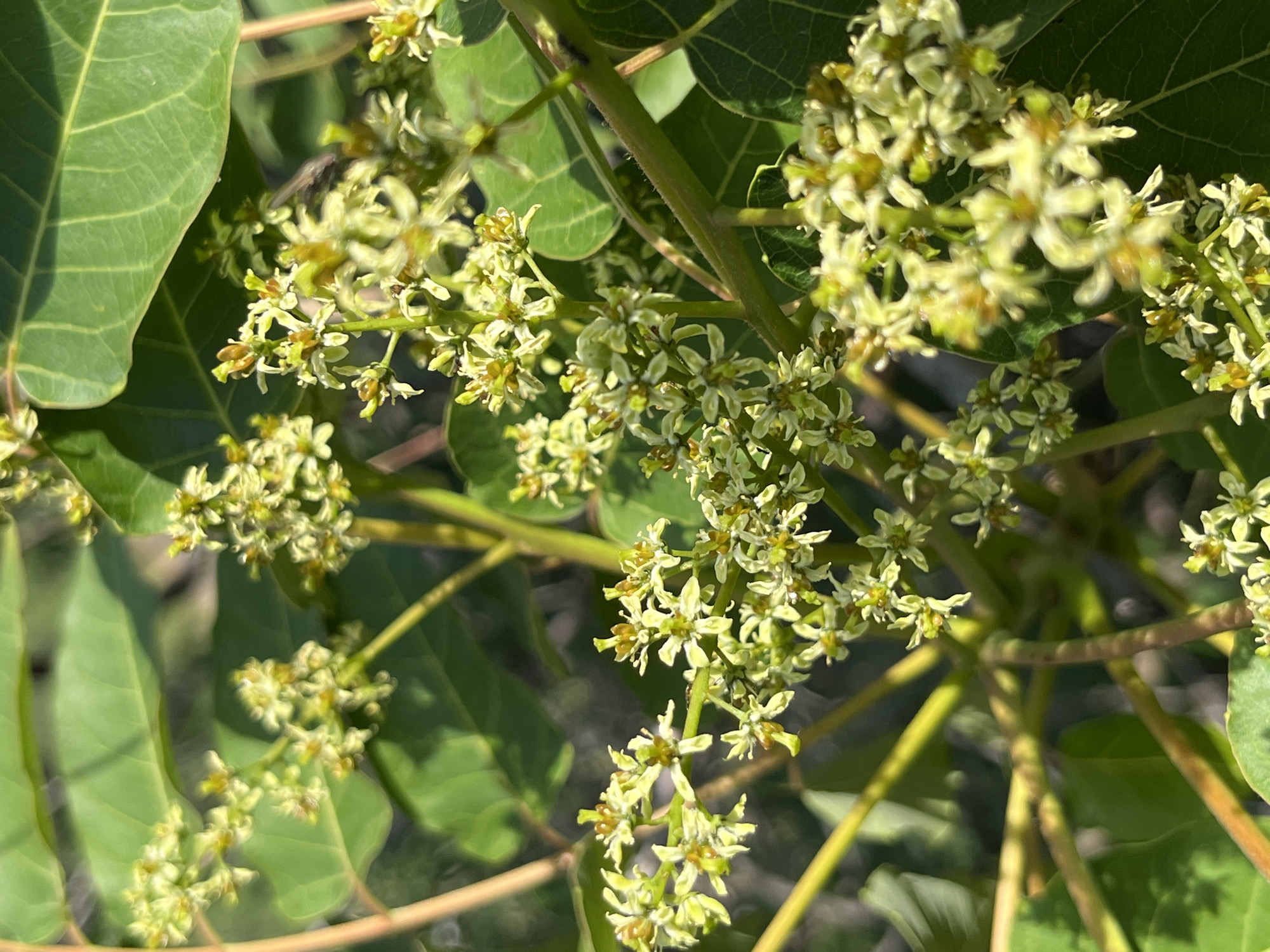 The image shows a close-up view of a cluster of small, light green flowers with yellow centers, attached to thin, reddish-brown stems. The flowers are arranged in delicate panicles. Large, green leaves with prominent veins are visible in the background, some casting shadows. The lighting suggests an outdoor setting, likely in a natural environment with sunlight filtering through the foliage. No people or man-made objects are present.