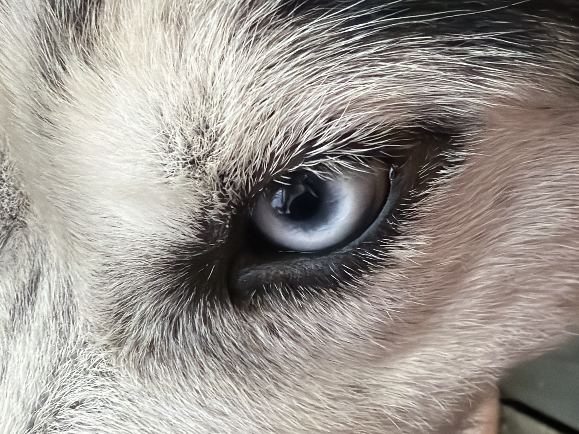 A close-up, extreme macro photograph focuses on the eye of an animal, likely a dog, showcasing its fur and iris. The fur is a mix of white, grey, and black, with individual strands clearly visible, creating a textured appearance. The eye itself is a striking light blue or grey, with a darker pupil and a subtle reflection of light visible in the iris. The surrounding skin is dark. The background is out of focus, but appears to be a wooden surface. The overall impression is one of intense detail and a focus on the natural beauty of the animal's features. The location is Unknown, Unknown.