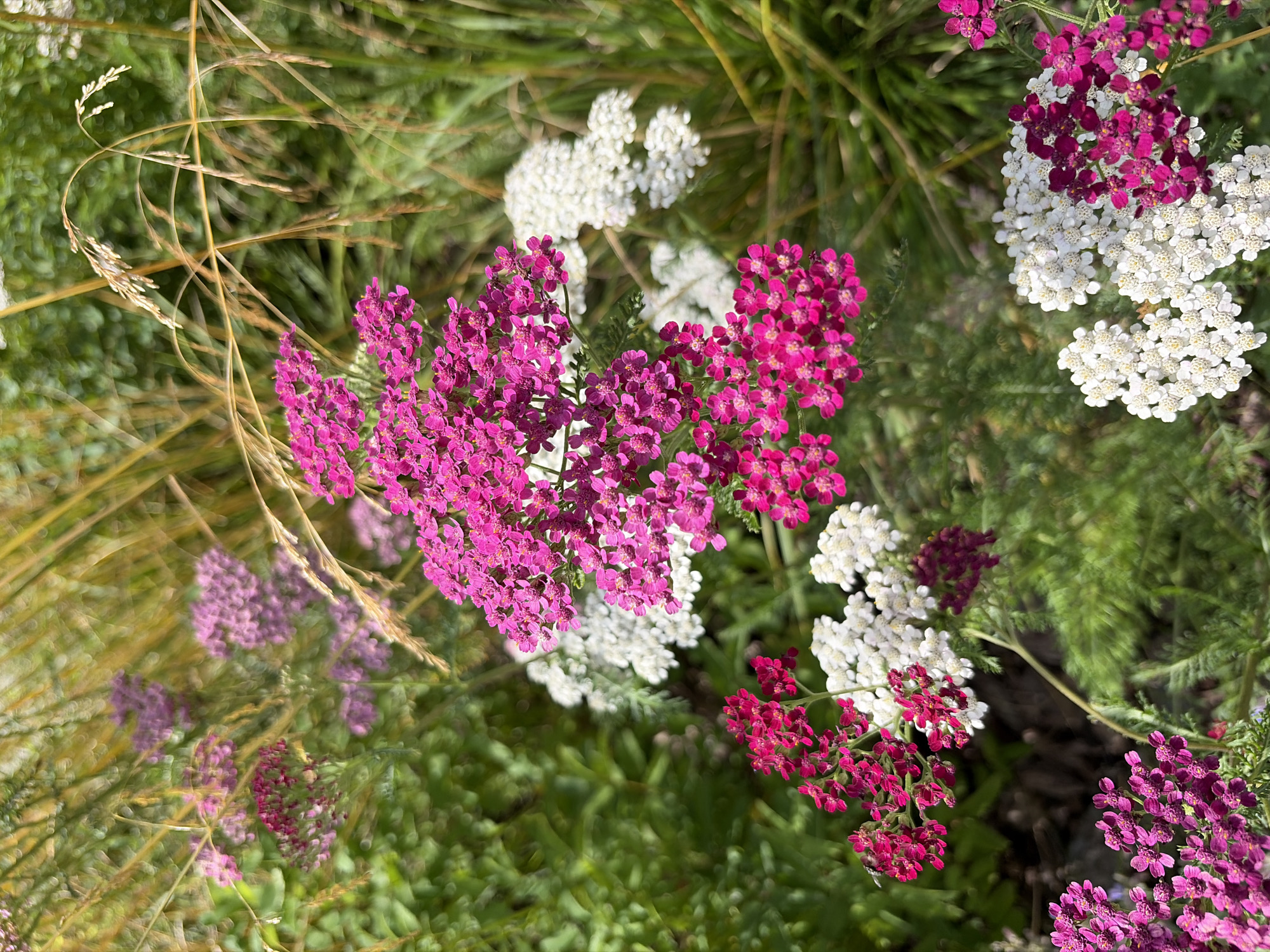 The image depicts a close-up view of a garden bed filled with flowering yarrow plants. The yarrow blooms are primarily in shades of vibrant pink and white, forming dense clusters of small flowers. Some of the pink flowers are a deep fuchsia, while others are a lighter magenta. Interspersed among the flowers are tall, dry grass stalks with feathery seed heads, adding a rustic texture to the scene. The background consists of lush green foliage, suggesting a natural setting. The lighting is bright, indicating a sunny day. The image does not contain any people or visible animals. The overall impression is one of a blooming garden in a natural or park-like environment. The specific location in the city of Krasnogorsk, Russia, is not evident from the visual elements of the image alone.