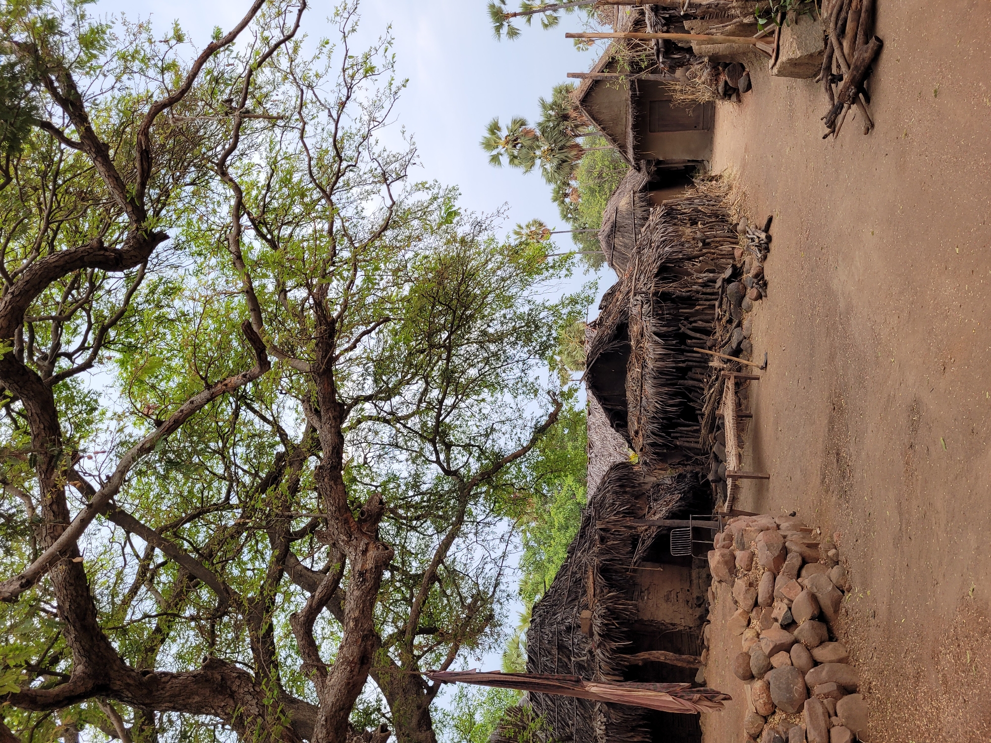 A ground-level shot captures a rural scene in an unknown location, showcasing indigenous dwellings and natural elements. The architecture consists of huts with thatched roofs, constructed using local materials, situated along a dirt path. A large tree with bare branches, beginning to sprout foliage, dominates the left side of the frame. The ground is a mix of dirt and small stones, with a small pile of larger rocks near one of the structures. The sky is a pale blue, suggesting a clear day. Overall, the image presents a simple, rustic, and likely impoverished community.