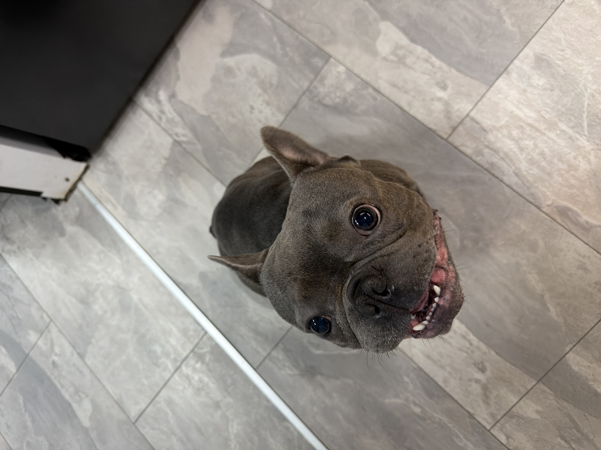 A French Bulldog is pictured from a high angle, looking up directly at the camera. The dog has dark grey fur and large, dark eyes. Its mouth is slightly open, revealing white teeth and a pink tongue. The dog is standing on a tiled floor with a light grey marble pattern. A thin white line runs diagonally across the floor in the background, possibly a baseboard or molding. To the right, a dark object, likely furniture, is visible. The scene appears to be indoors, possibly in a home or commercial establishment. There is no indication of the specific location within the city of Ruse, Bulgaria.