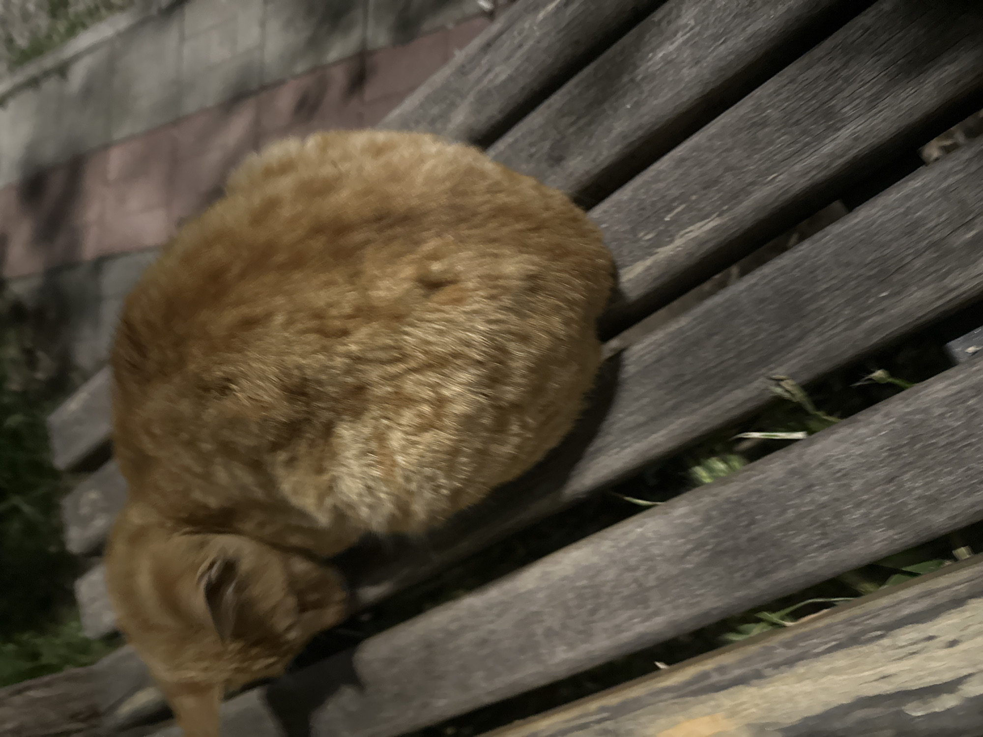 A blurry, angled shot reveals an orange tabby cat curled up on a wooden park bench. The bench slats are gray and show signs of wear. Patches of green grass are visible through the gaps between the slats. The background suggests an urban setting, with a blurred wall or structure to the left and what appears to be dim lighting, indicative of night. There is no identifiable information to suggest the exact location within Yerevan, Armenia.