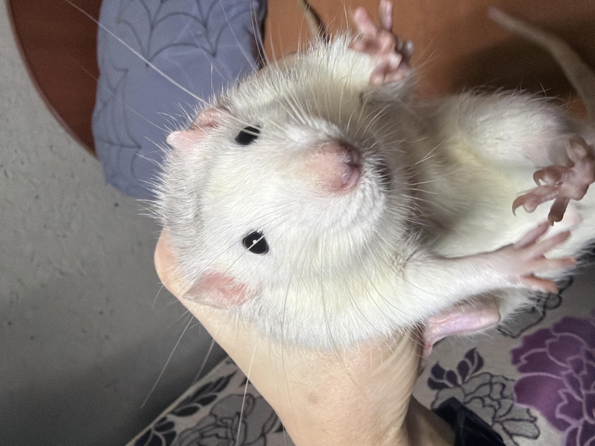 The image shows a white rat held in a human hand. The rat is positioned upside down, facing the camera. Its eyes are black and its nose is pink. The rat's paws are visible, with small pink toes. The background is blurred and includes a pillow with a floral pattern. The location in the city of Dubovaya, Russia is not determinable from the provided image.