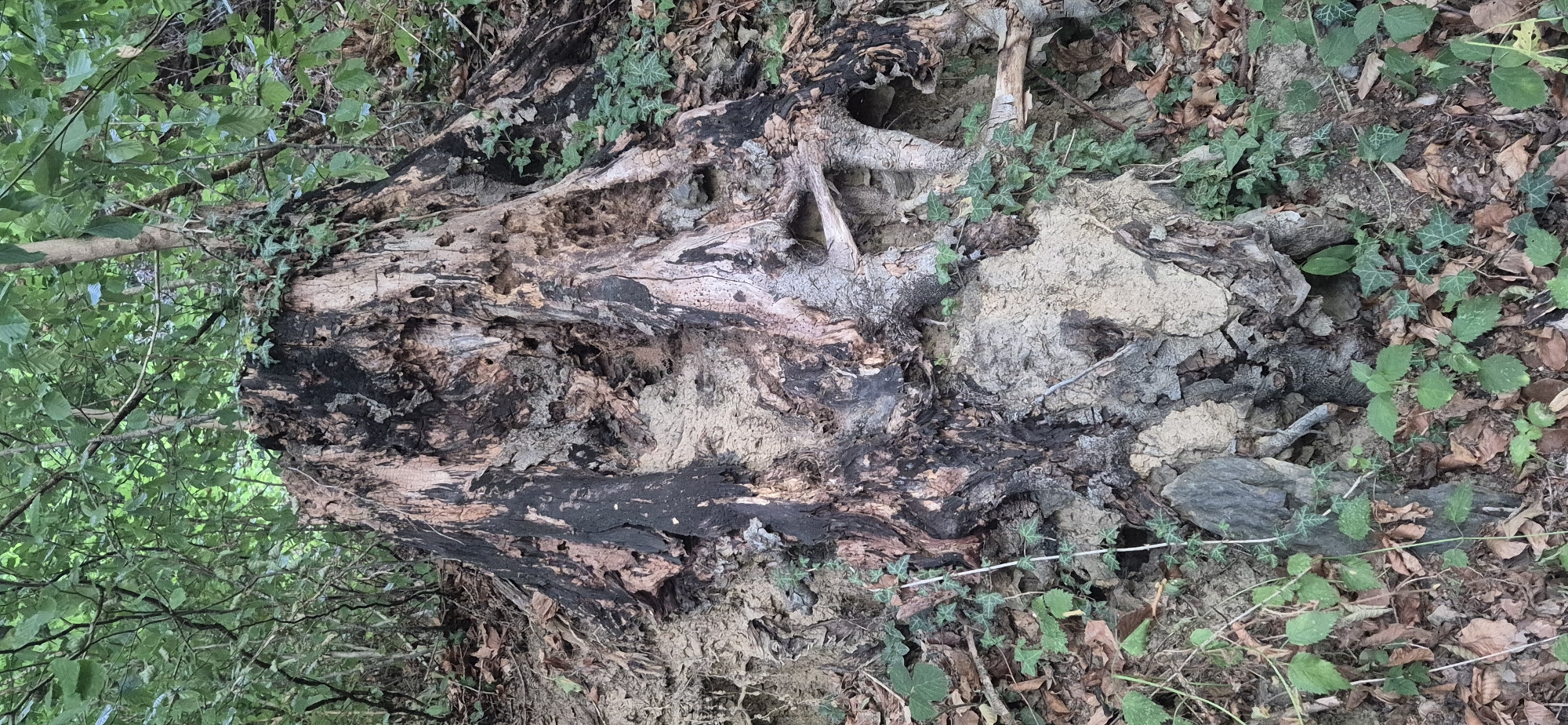 The image shows a large, weathered tree stump in a wooded area, likely on a slope. The stump is extensively decayed, with dark, charred-looking sections contrasting with lighter, rough-textured wood. Numerous holes and cavities are visible in the stump, indicating insect activity or rot. Exposed roots are intertwined with the surrounding soil and debris. Green ivy and other small plants are growing on and around the stump, as well as on the ground, which is covered in dry leaves and soil. The background consists of dense green foliage and tree trunks, suggesting a natural, untamed environment. There are no people or animals visible in the image. The scene appears to be located in a forest or a densely vegetated park area. The context of Sargans, Switzerland, is not visually apparent from the image itself.