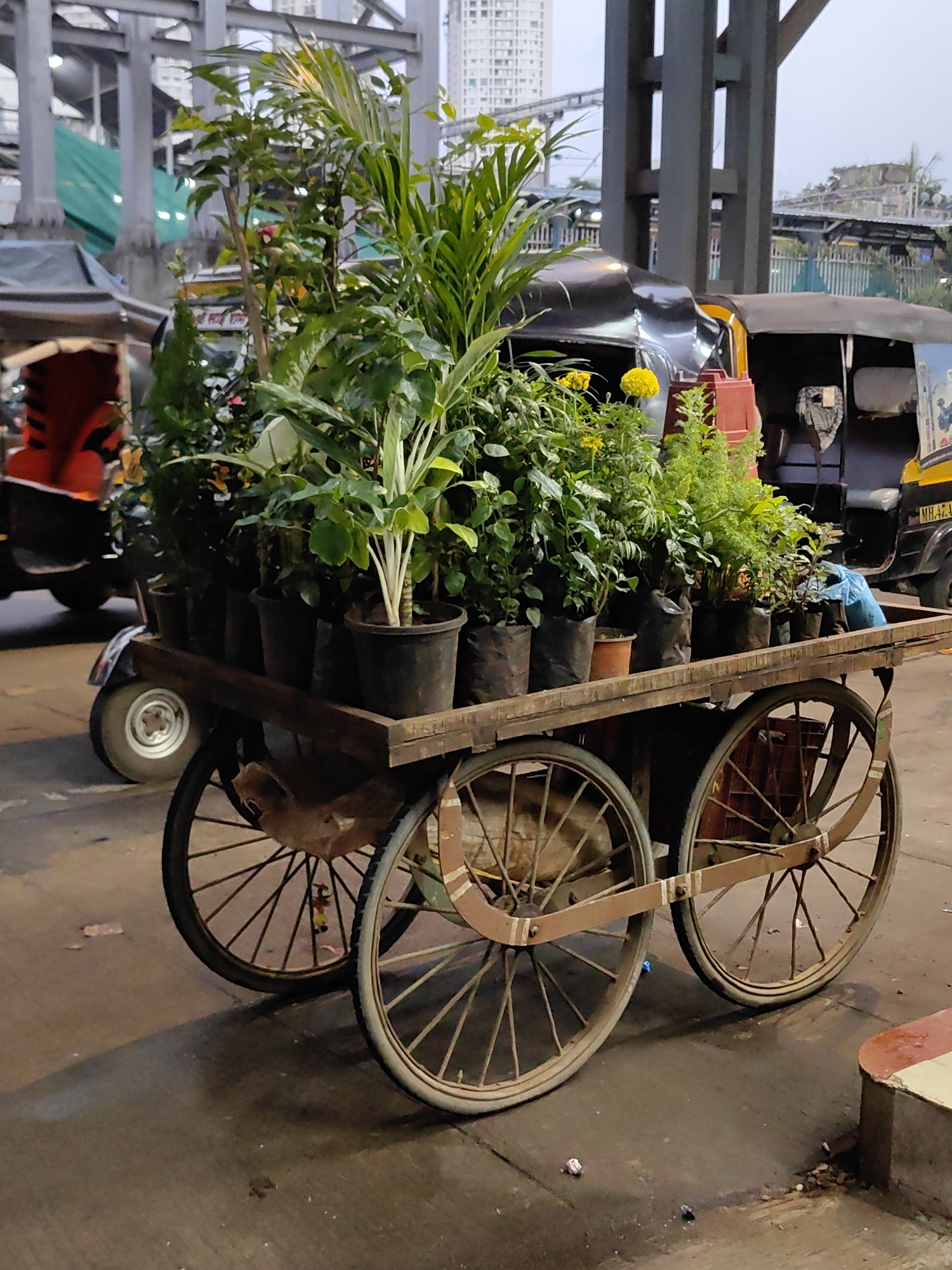 An outdoor, eye-level, medium shot captures a wooden cart loaded with potted plants, parked on a wet, paved surface in Mira Bhayandar, India. The cart has two large spoked wheels on each side. The plants, of various sizes and species, are in black plastic bags and pots. Some larger plants have broad green leaves, while others are more bushy and delicate. Yellow flowers are visible among the greenery. Behind the cart, an auto-rickshaw with a black canopy is partially visible. Further in the background, a large, gray, elevated structure, likely part of a railway overpass or building, dominates the scene. The sky is overcast. The overall atmosphere is that of a street vendor's display.