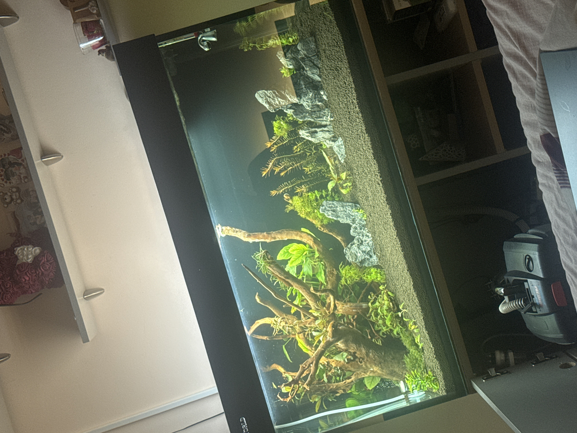 This image displays a planted aquarium (aquascape) within an indoor setting, viewed from a slightly elevated angle. The aquarium, oriented horizontally in the frame but designed vertically, is the central subject.
Inside the clear glass tank, a meticulously arranged aquascape features a significant piece of gnarled driftwood at its core, branching out into the midground. Various green aquatic plants populate the tank; some are broad-leaved, while others are feathery or moss-like, creating a lush, natural environment. Grey, textured rocks are strategically placed in the background and midground, complementing the driftwood. The bottom of the tank is covered with a dark, fine-grained substrate. The water appears clean and clear, and the tank is illuminated by an unseen light source above, highlighting the vibrant greens of the plants. A slim, vertical glass tube, possibly a heater or thermometer, is clipped to the upper left rim of the tank.
The aquarium is situated in what appears to be a home interior. To the left, white floating wall shelves are visible, holding a decorative item that looks like red roses and a clear cup. To the right, part of a wooden cabinet with open shelving units is visible in the background. A light-colored, possibly white or cream, textured fabric, resembling bedding, is present along the far right edge of the image.
An external canister filter is partially visible to the lower right of the tank. Visible text on the filter includes "JBL" and mentions "CristalProfi e701/e901/e1501/e1901 greenline," indicating the brand and model. The brand "JBL" is also faintly visible on the black frame of the aquarium itself. The overall scene suggests a well-maintained and aesthetically pleasing aquatic setup in a domestic space.