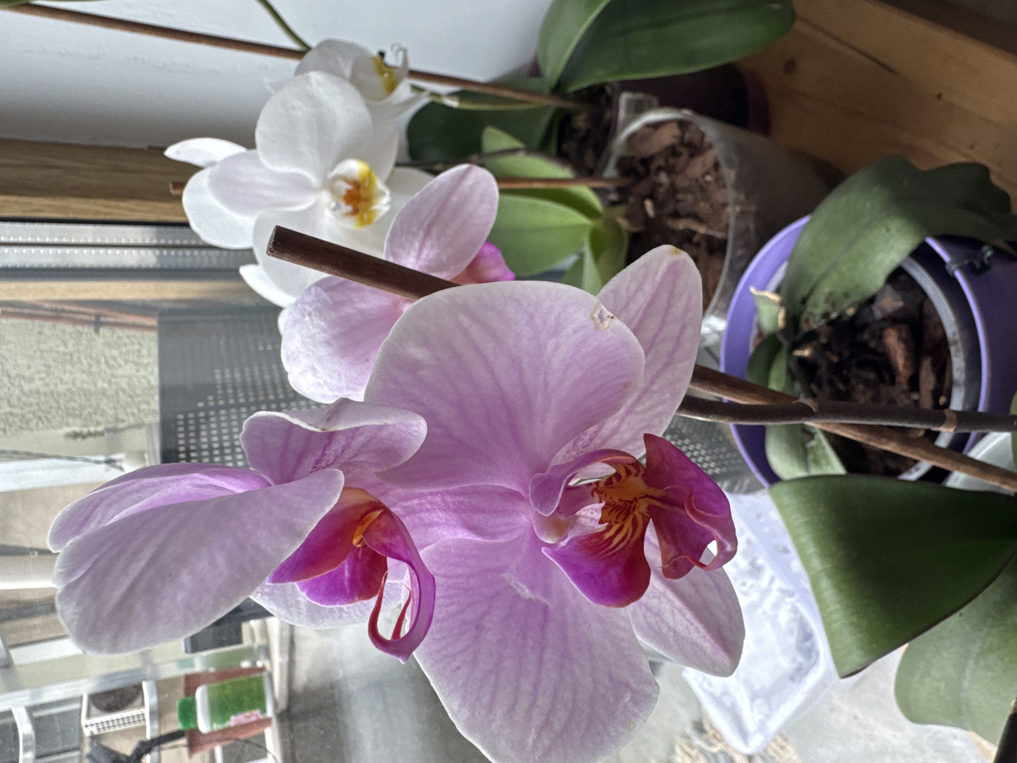 A close-up, eye-level, outdoor shot shows several potted orchids on a wooden surface, possibly a windowsill, near a window. The orchid in the foreground, predominantly pink and purple, is in sharp focus, its delicate petals and intricate center clearly visible. Behind it, a cluster of white orchids with yellow centers is partially visible, also in pots. The background is out of focus, revealing a window with a view of other potted plants and the exterior of a building. The lighting suggests it is daytime, likely morning or afternoon, with natural light filtering through the window. The scene appears to be a domestic setting, potentially a home or a greenhouse, with the orchids being the primary subjects. There are no people or animals present in the frame. The overall impression is one of natural beauty and tranquility. The scene is not located in Plovdiv, Bulgaria; it is a generic indoor/outdoor setting.
